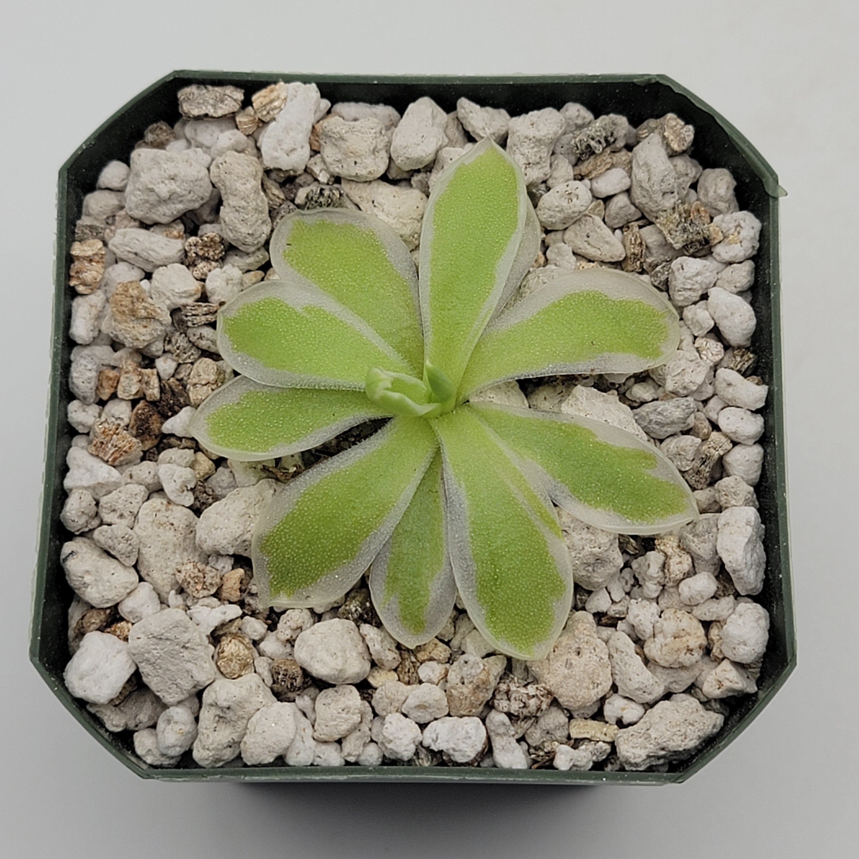 Pinguicula "Snow Queen" -Butterworts -Rainbow Carnivorous Plants LLC