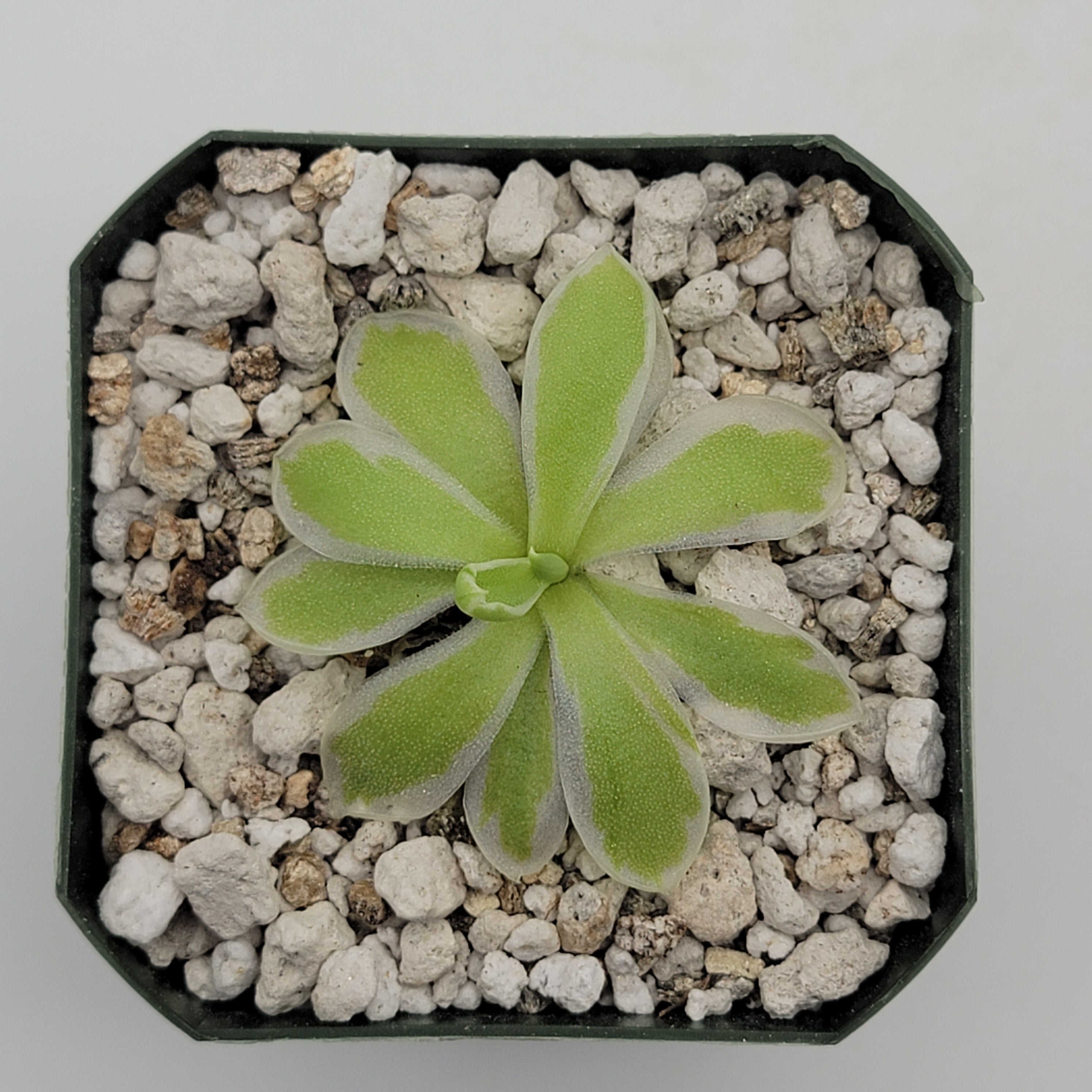 Pinguicula "Snow Queen" -Butterworts -Rainbow Carnivorous Plants LLC