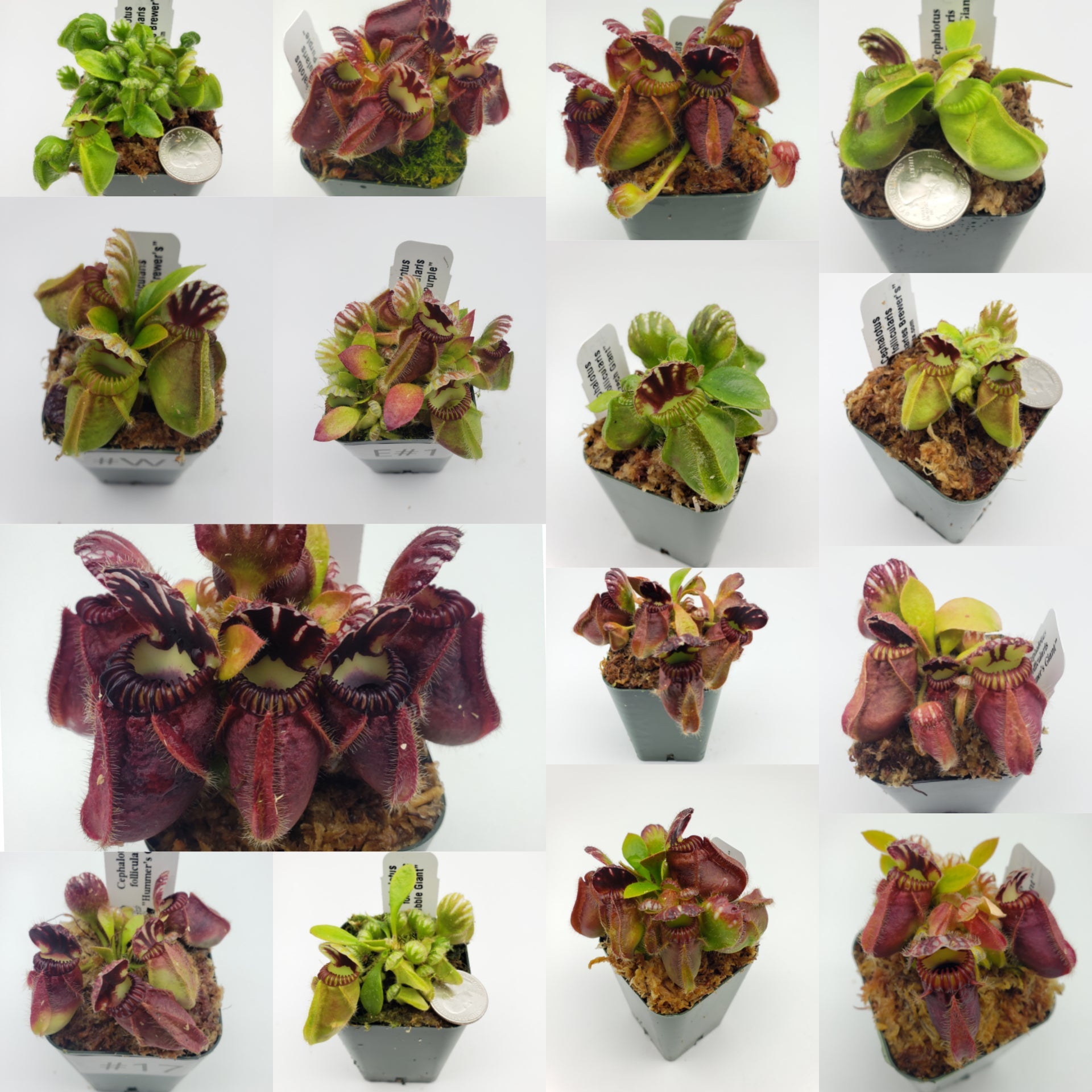 Australian pitcher plant (Cephalotus follicularis) For Sale 