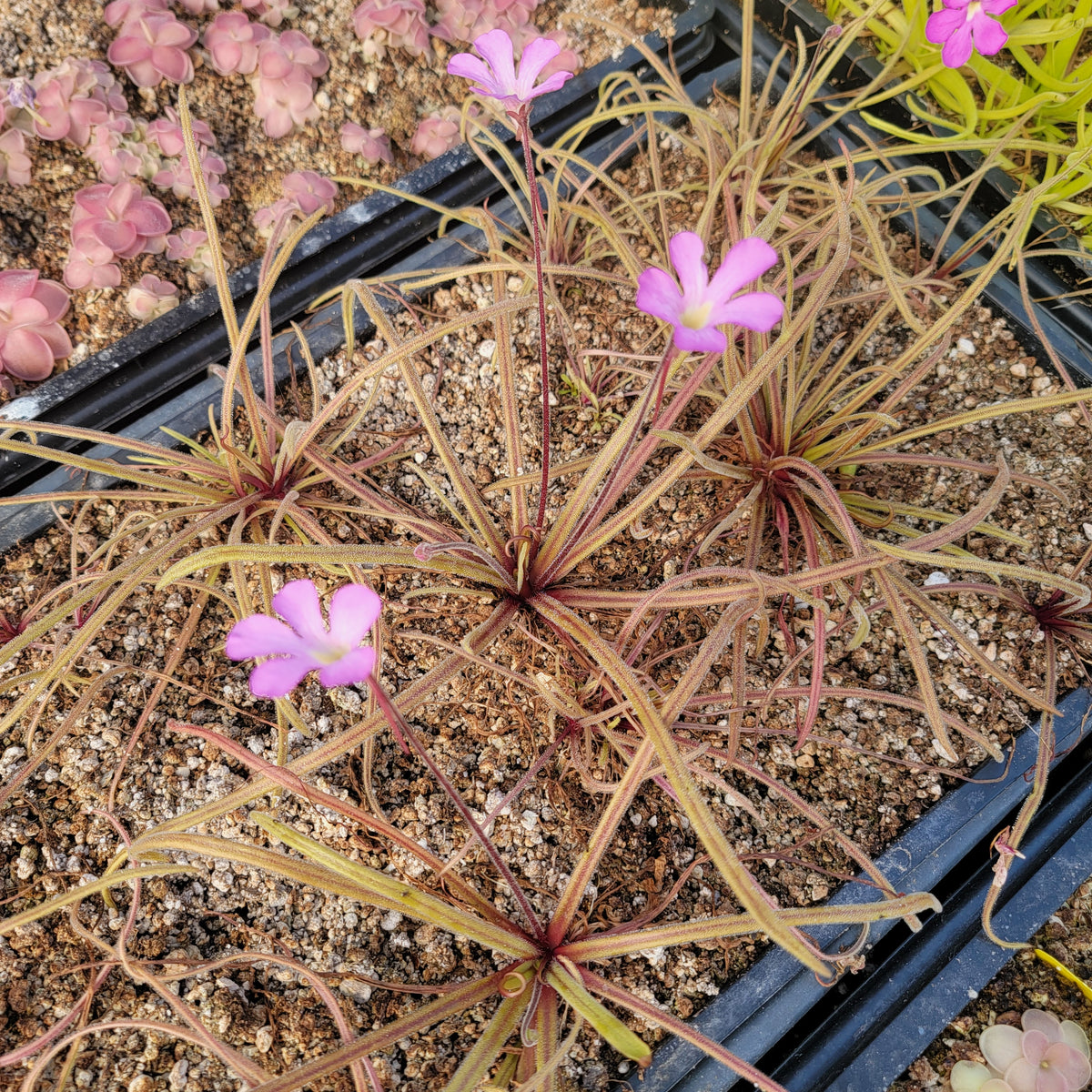 Pinguicula robertiana x moctezumae -Butterworts -Rainbow Carnivorous Plants LLC