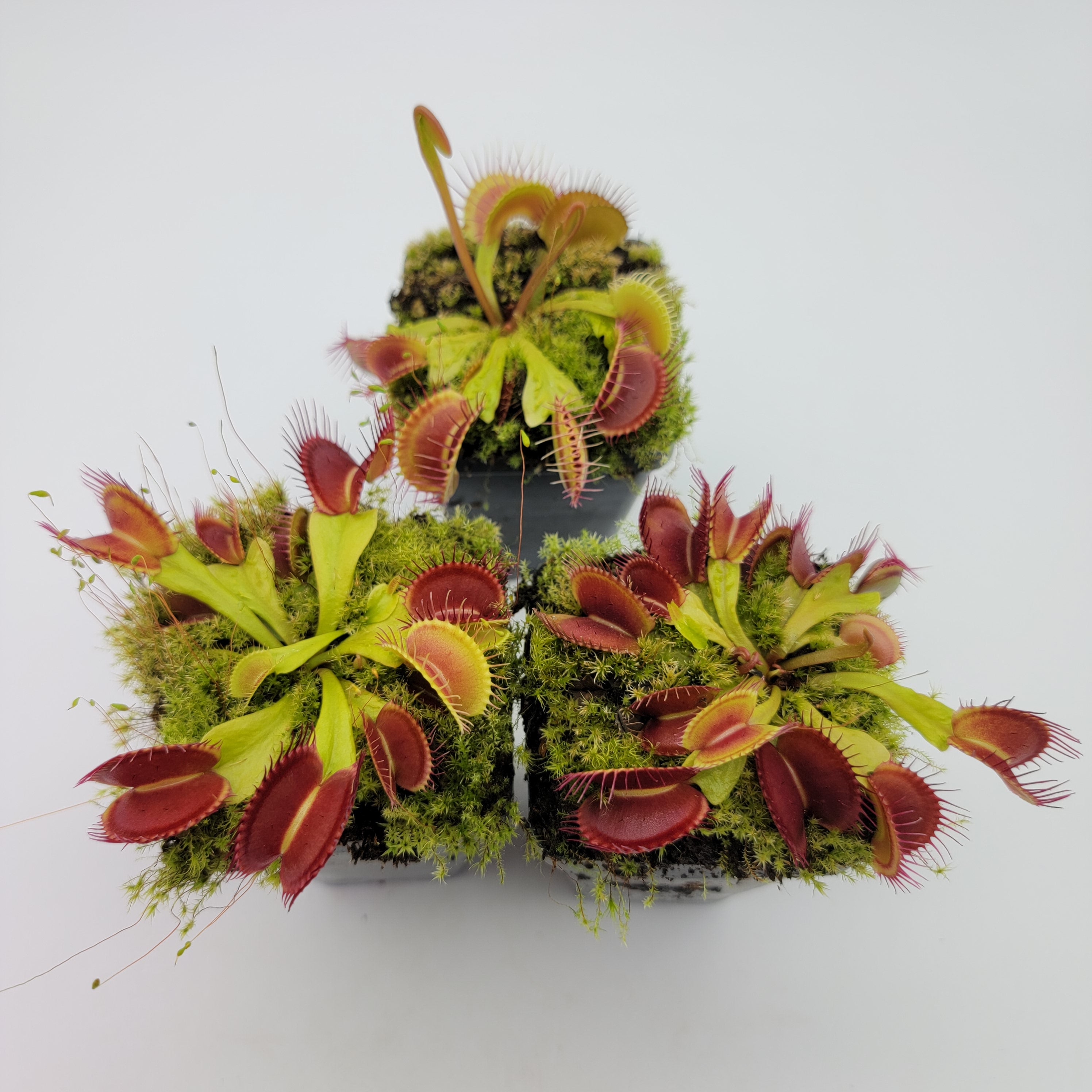 Venus flytrap (Dionaea muscipula) 'Schuppenstiel II' x 'Schuppenstiel II' - Rainbow Carnivorous Plants LLC