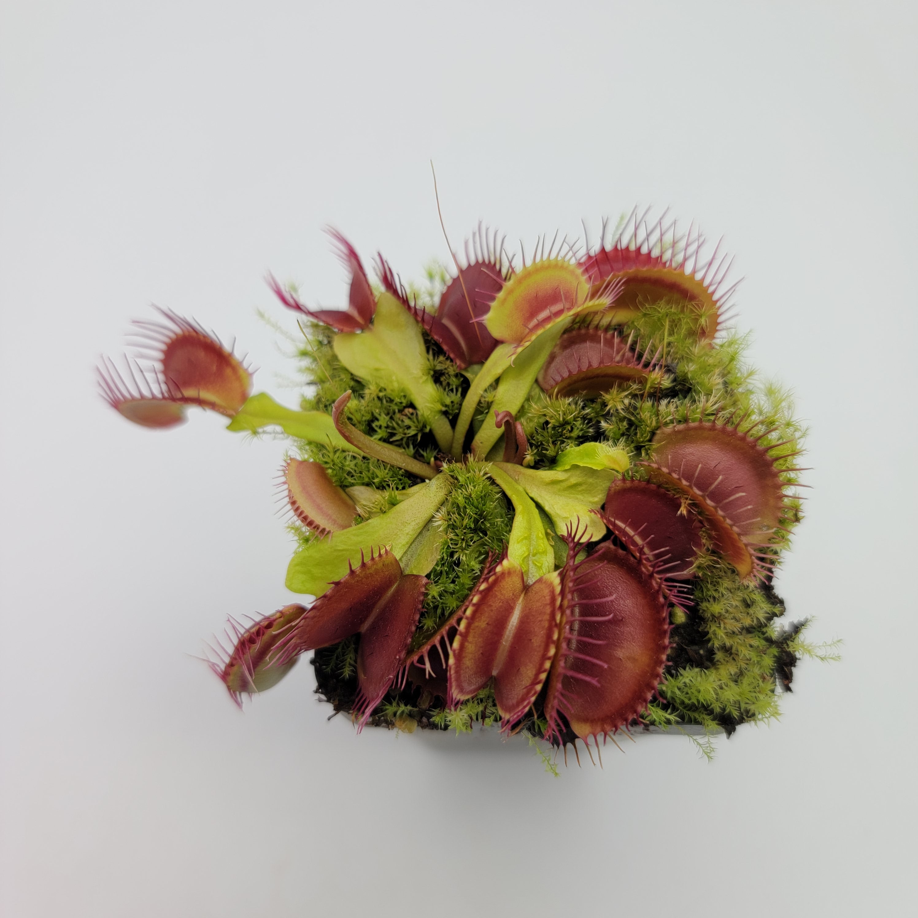 Venus flytrap (Dionaea muscipula) 'Schuppenstiel II' x 'Schuppenstiel II' - Rainbow Carnivorous Plants LLC