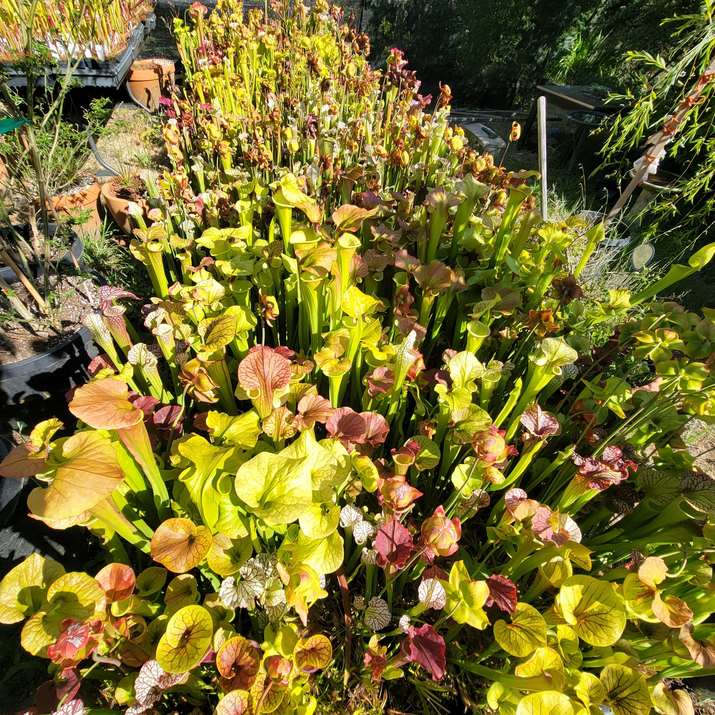 Sarracenia hybrid bundle - -Rainbow Carnivorous Plants LLC