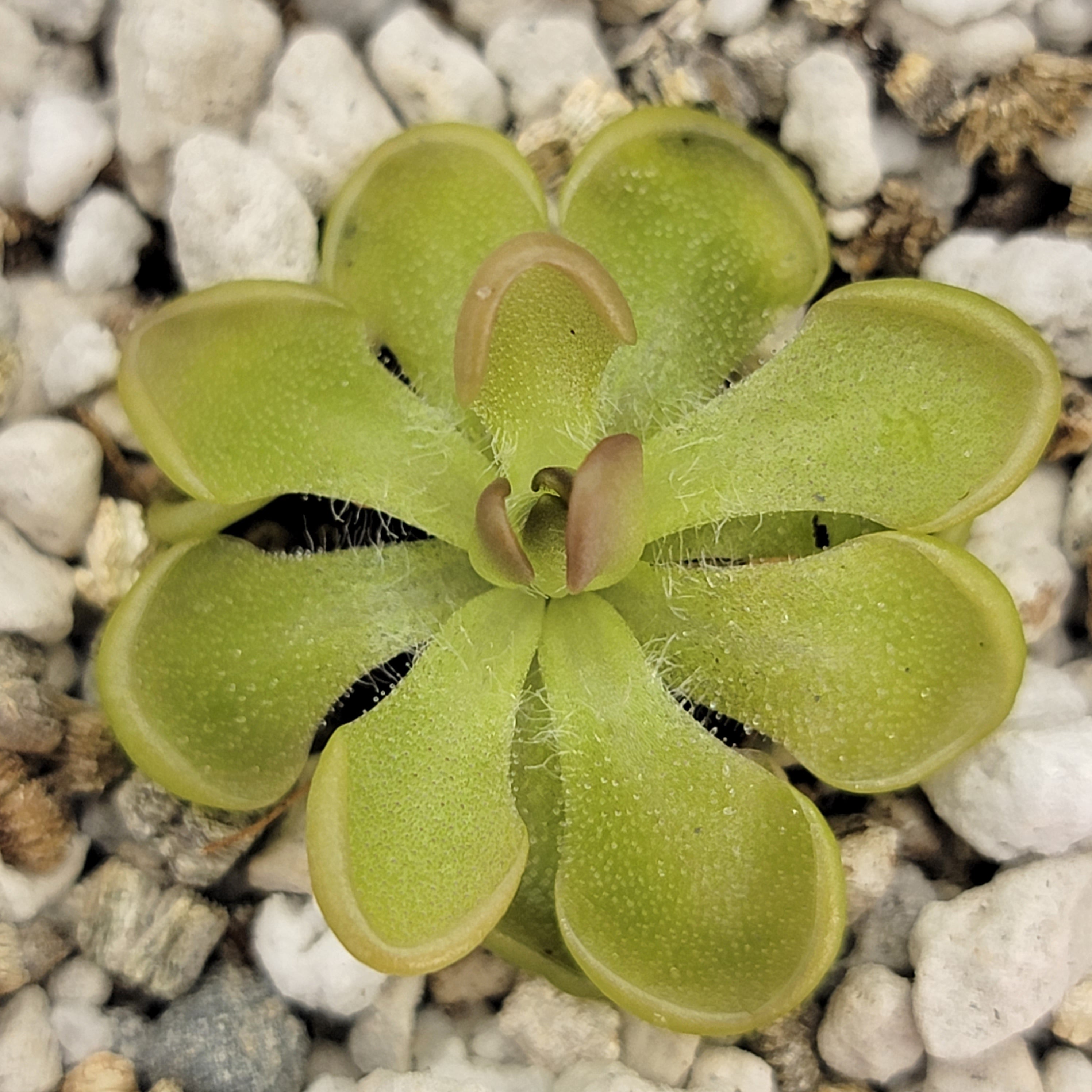 Pinguicula rotundiflora x gracilis - Rainbow Carnivorous Plants LLC