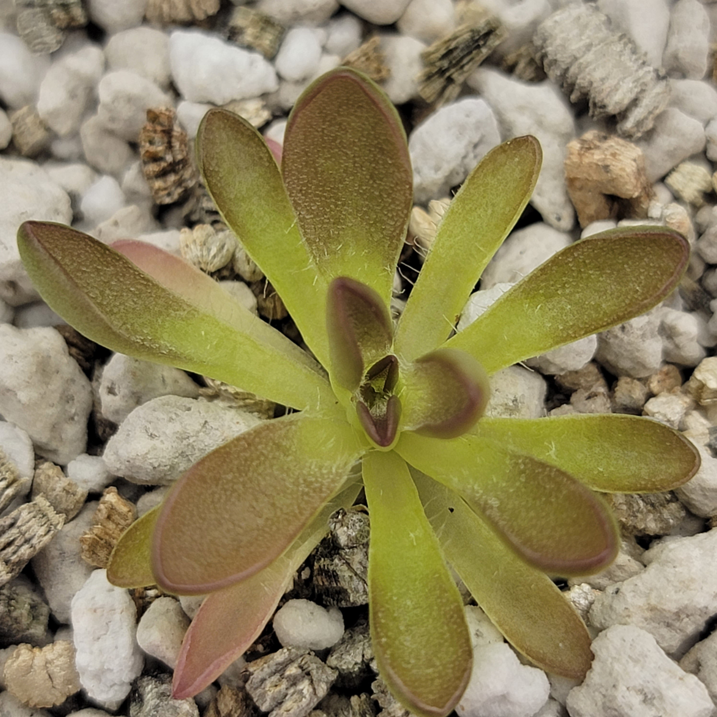 Pinguicula cv. 'BCP Crystal' - Rainbow Carnivorous Plants LLC