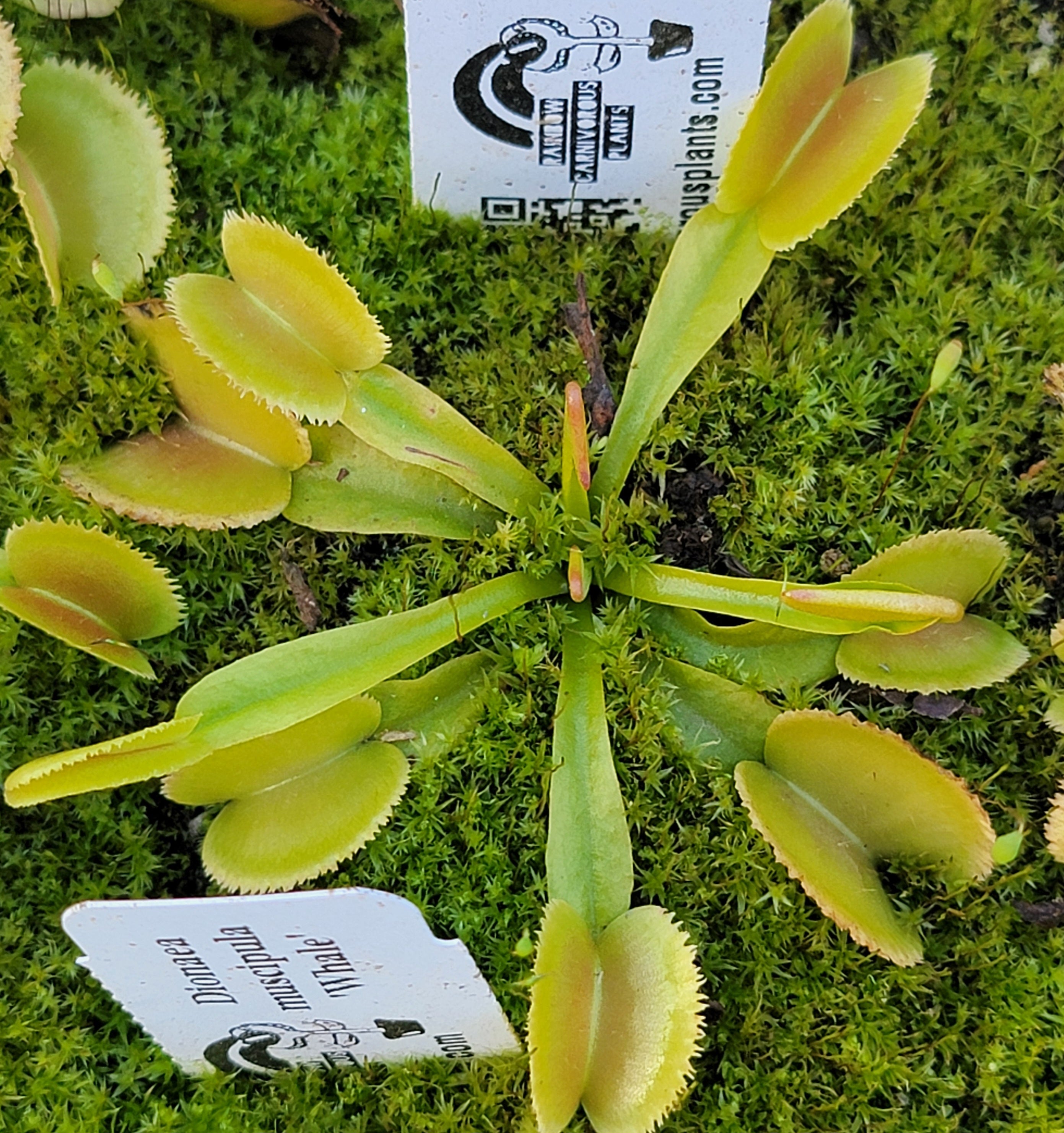 Venus flytrap (Dionaea muscipula) ‘Whale’ - Rainbow Carnivorous Plants LLC
