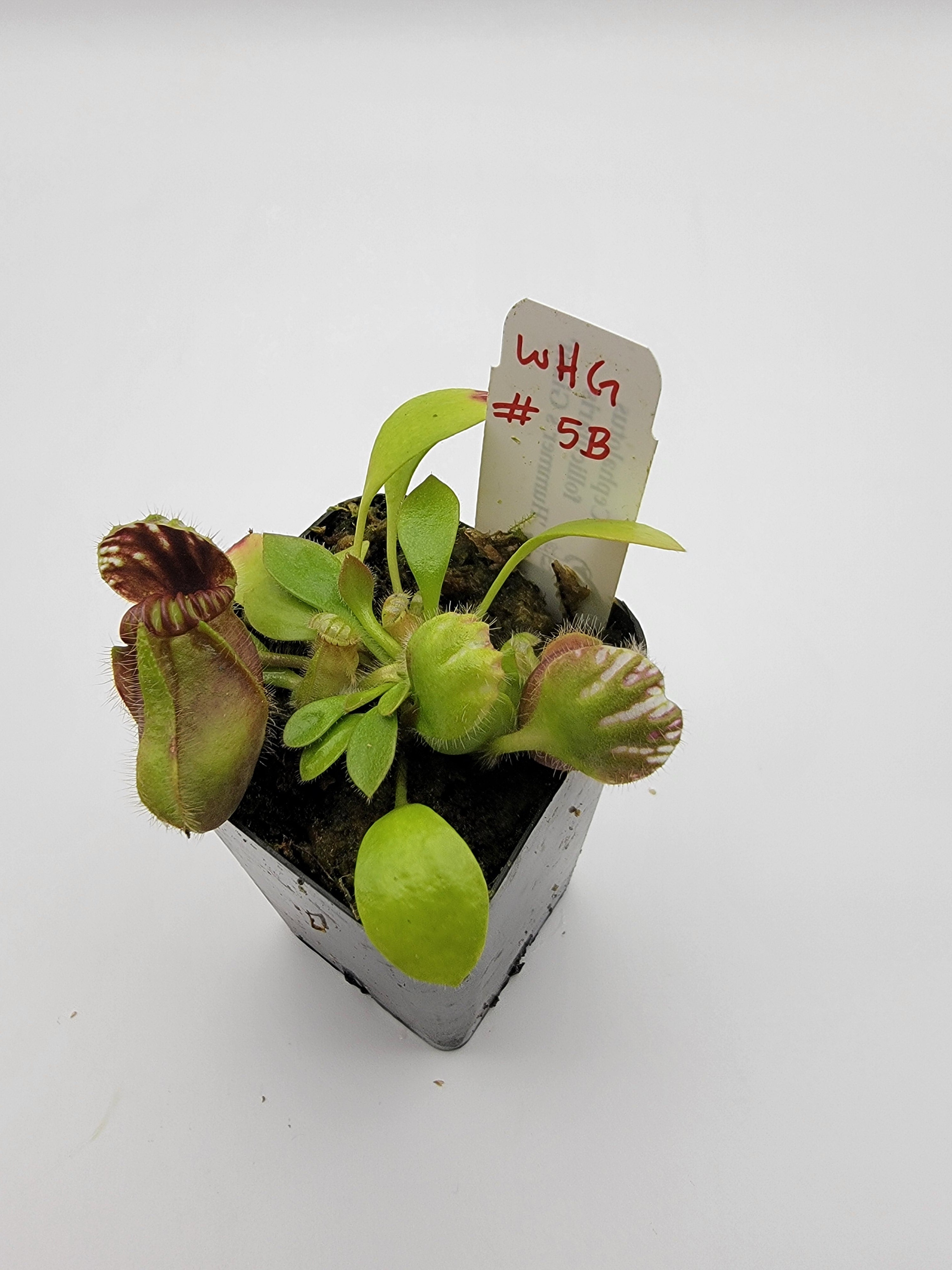 Cephalotus follicularis 'Hummer's Giant' WHG (1B-20B)