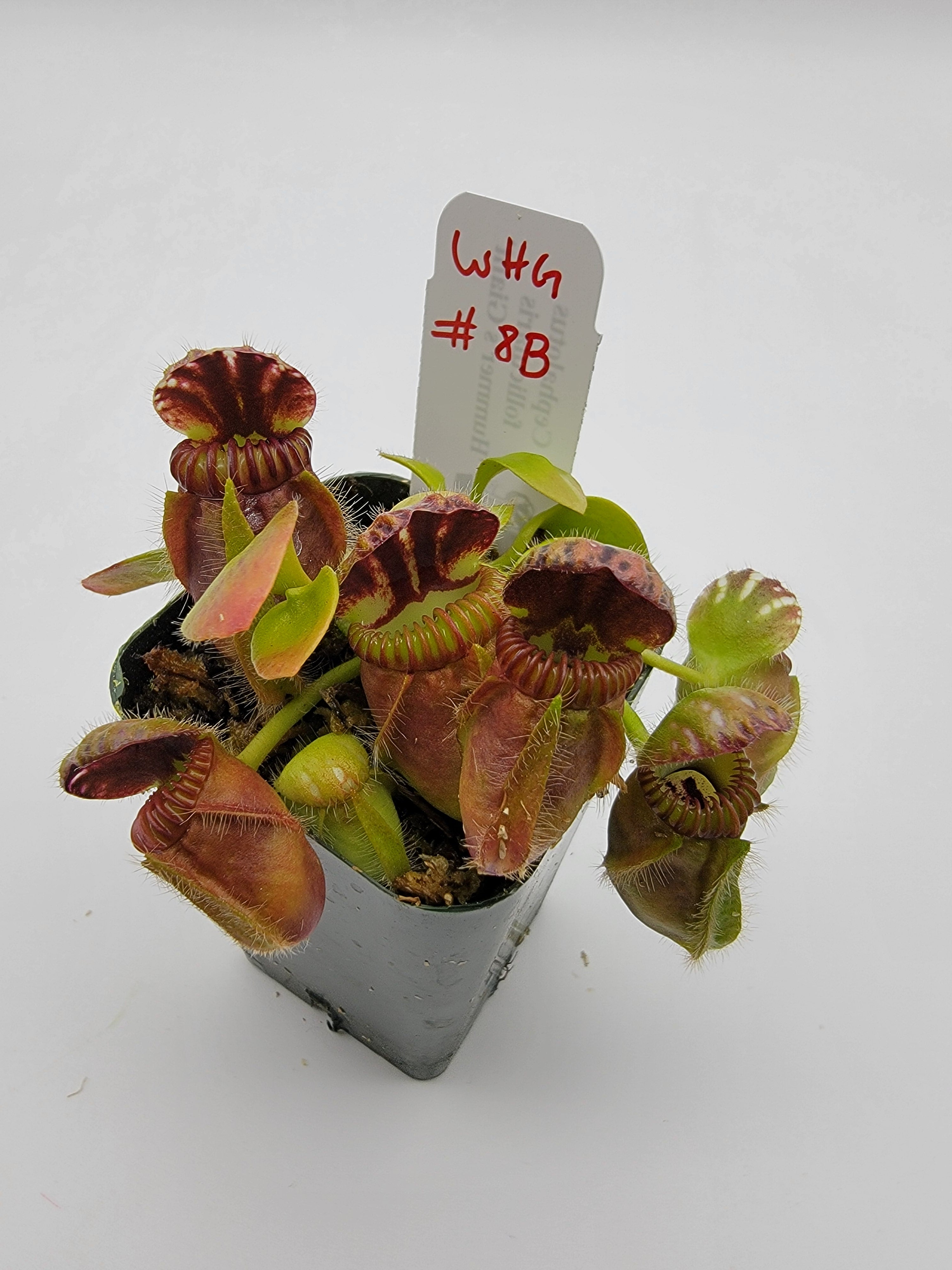 Cephalotus follicularis 'Hummer's Giant' WHG (1B-20B)