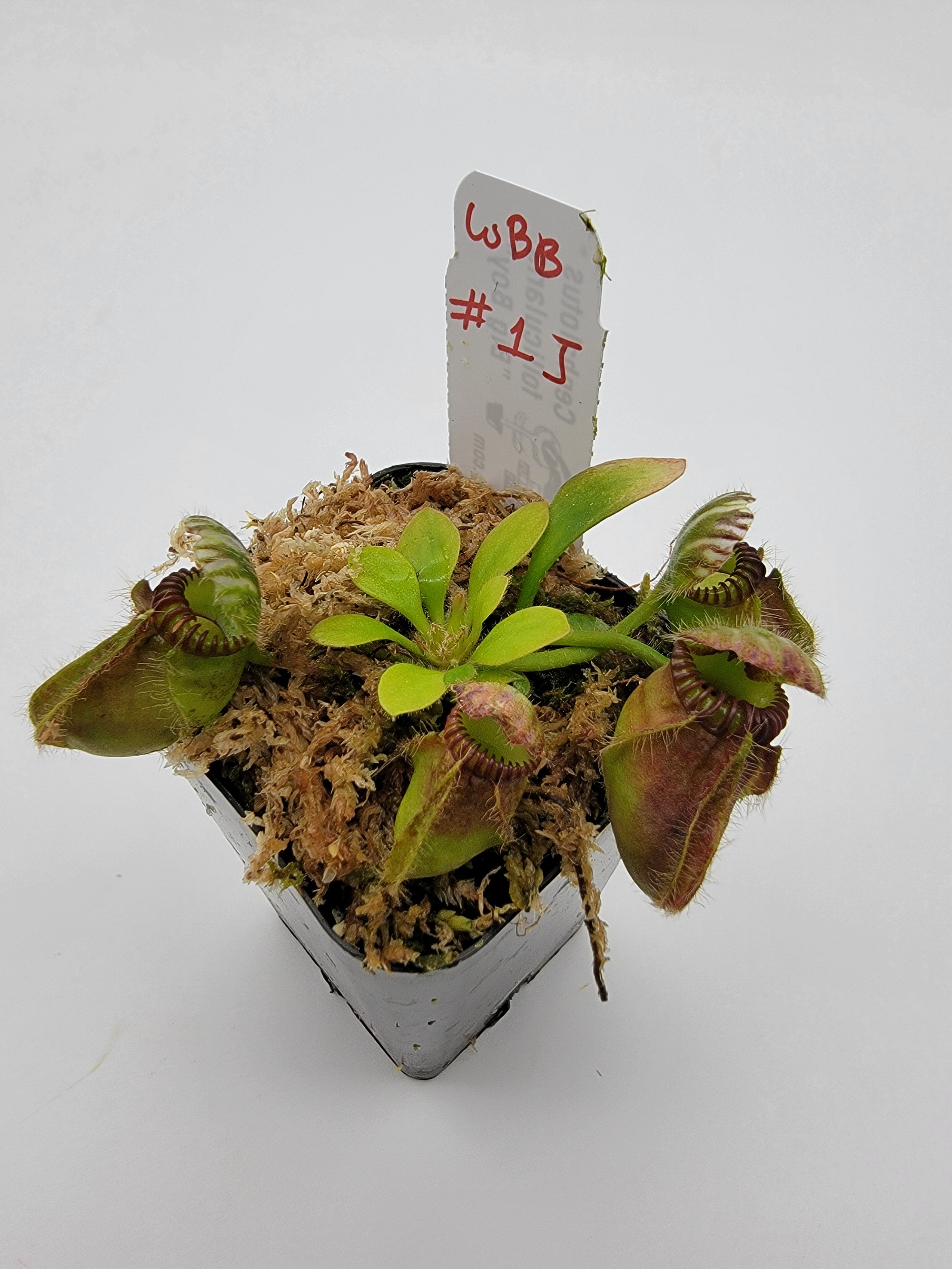 Cephalotus follicularis "Big Boy" WBB-(1J-9J) - Rainbow Carnivorous Plants LLC