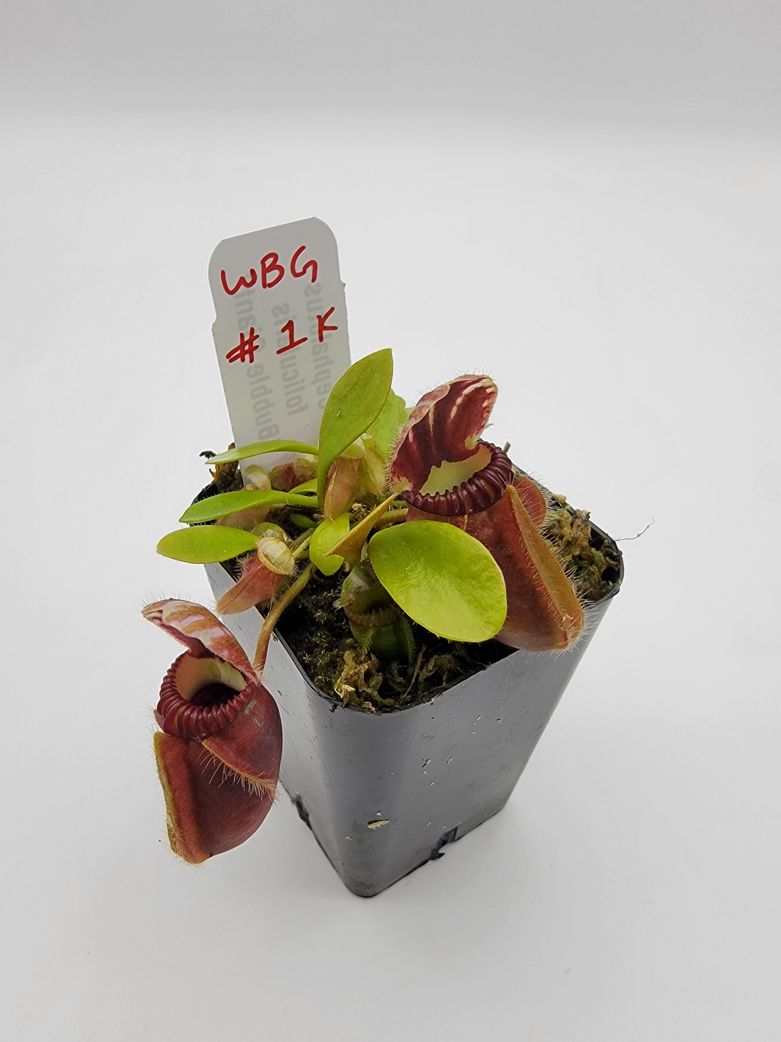 Australian pitcher plant (Cephalotus follicularis) | Rainbow