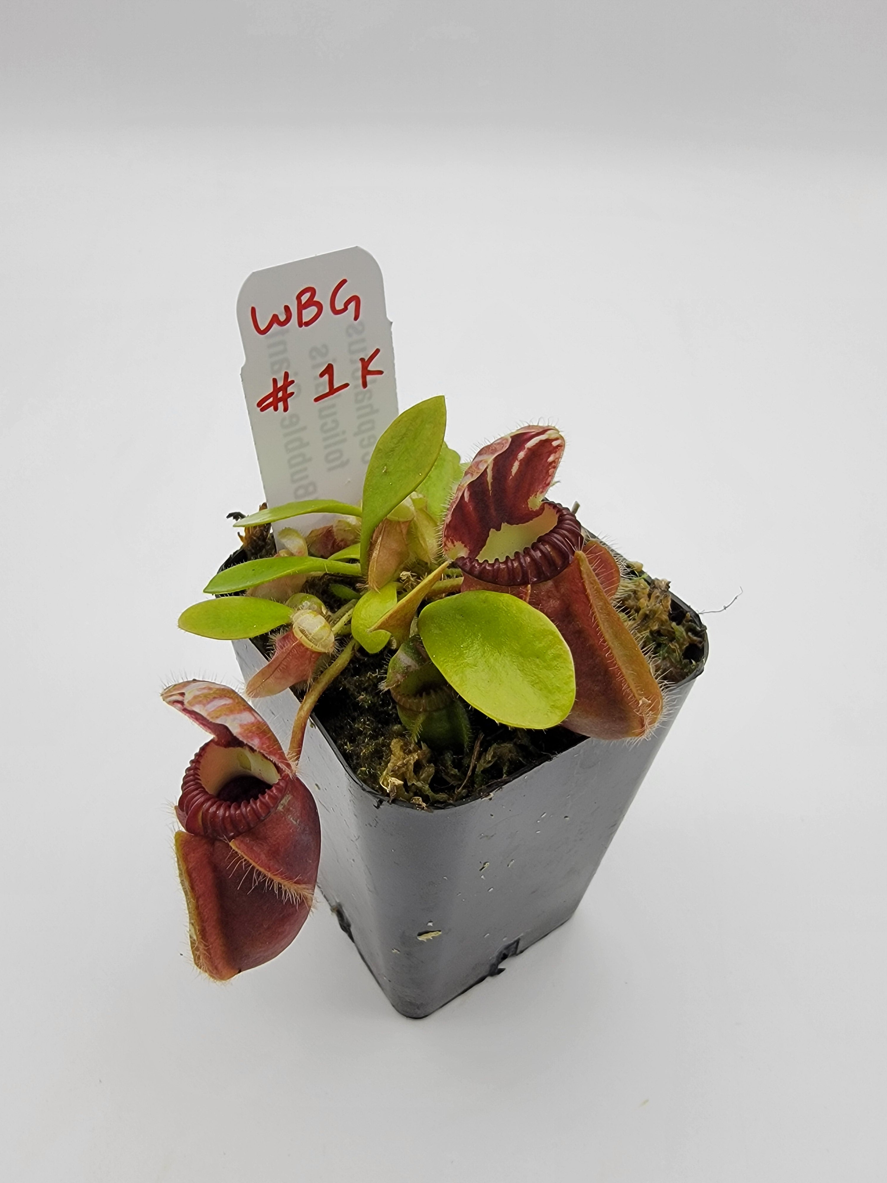 Cephalotus follicularis "Bubble Giant" WBG (1K-9K) - Rainbow Carnivorous Plants LLC