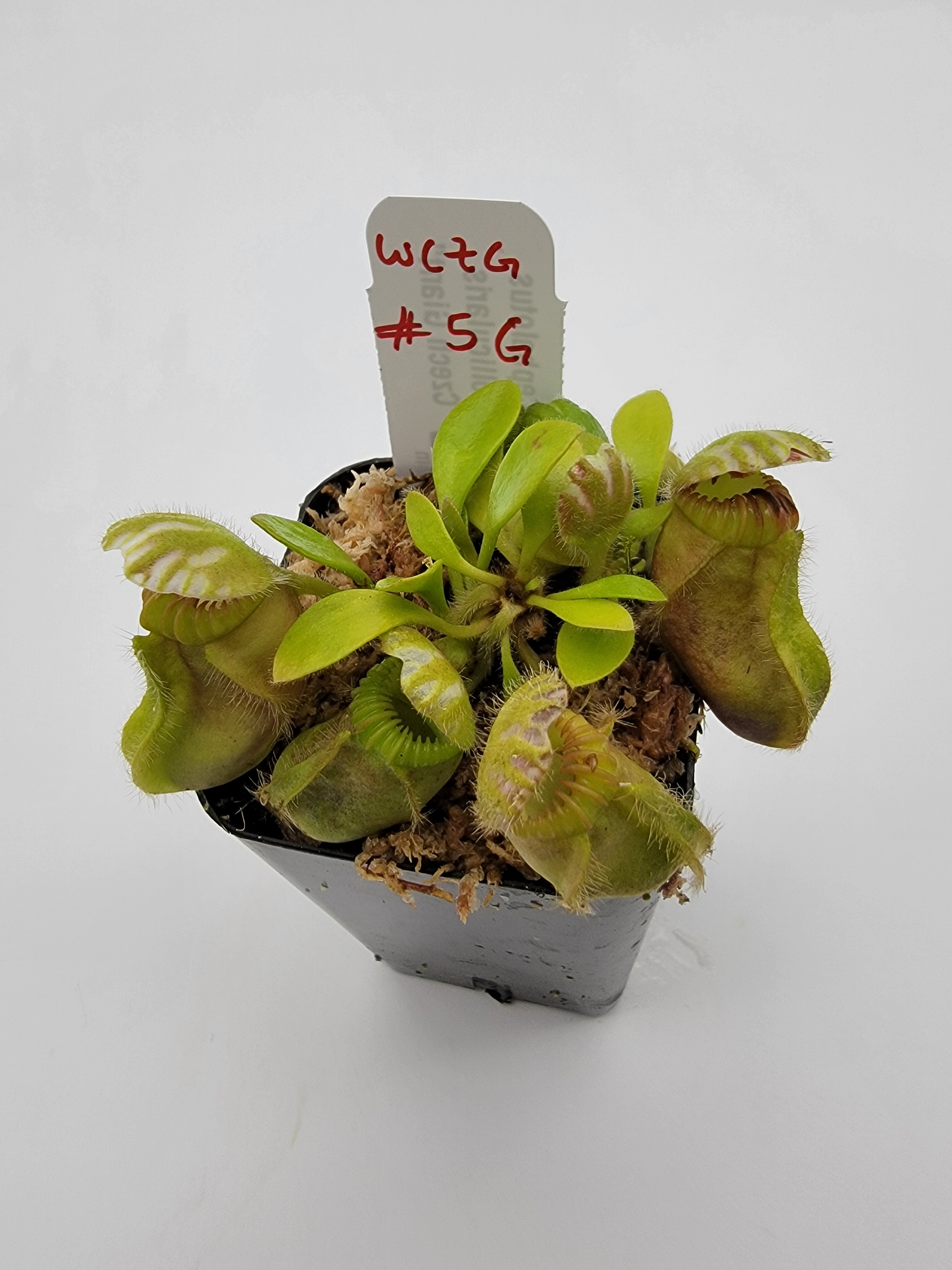 Cephalotus follicularis "Czech Giant" (WCZG-4G/12G) - Rainbow Carnivorous Plants LLC