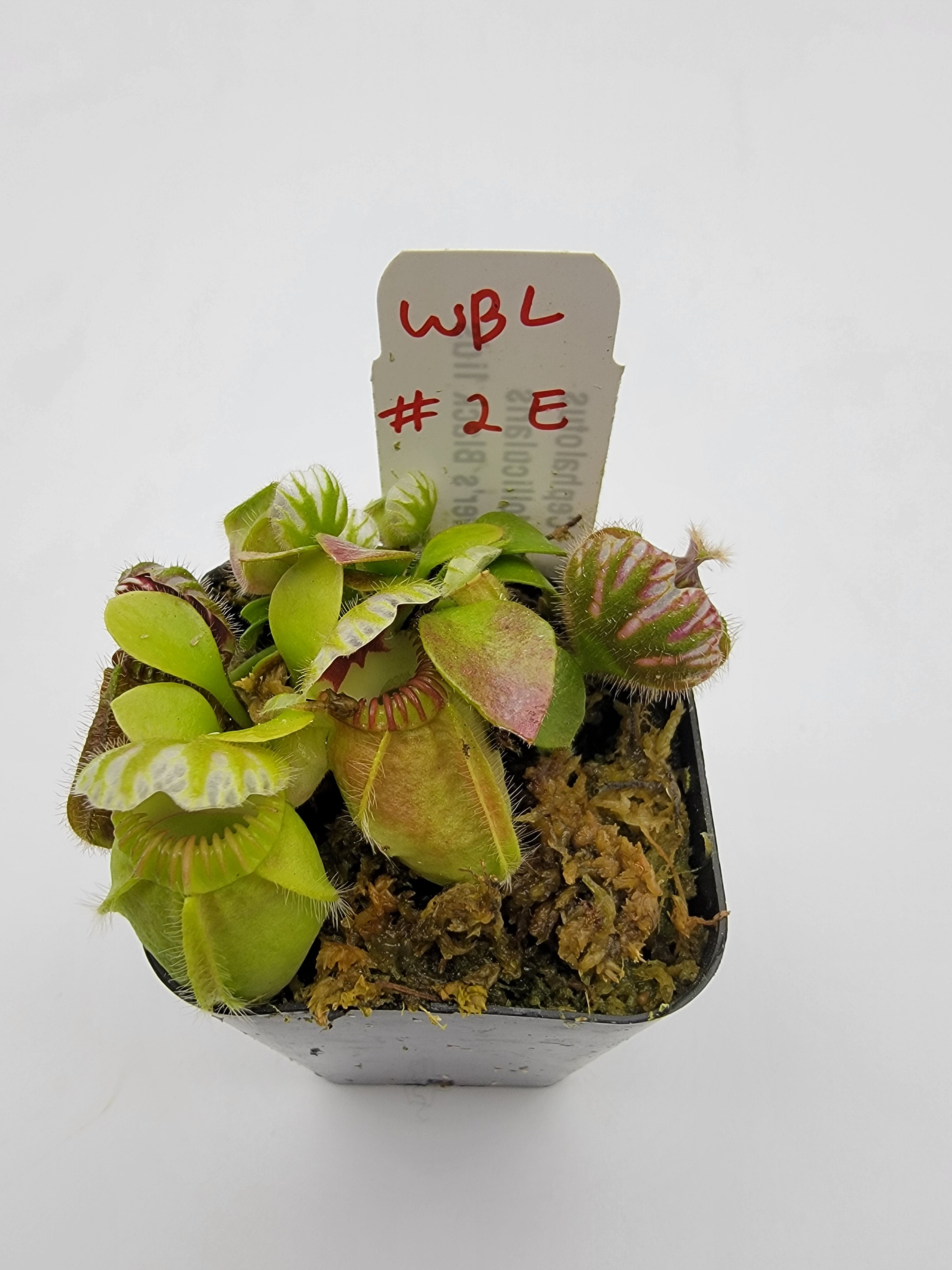 Cephalotus follicularis "Brewer's Black Lids" WBL-(1E-10E) - Rainbow Carnivorous Plants LLC