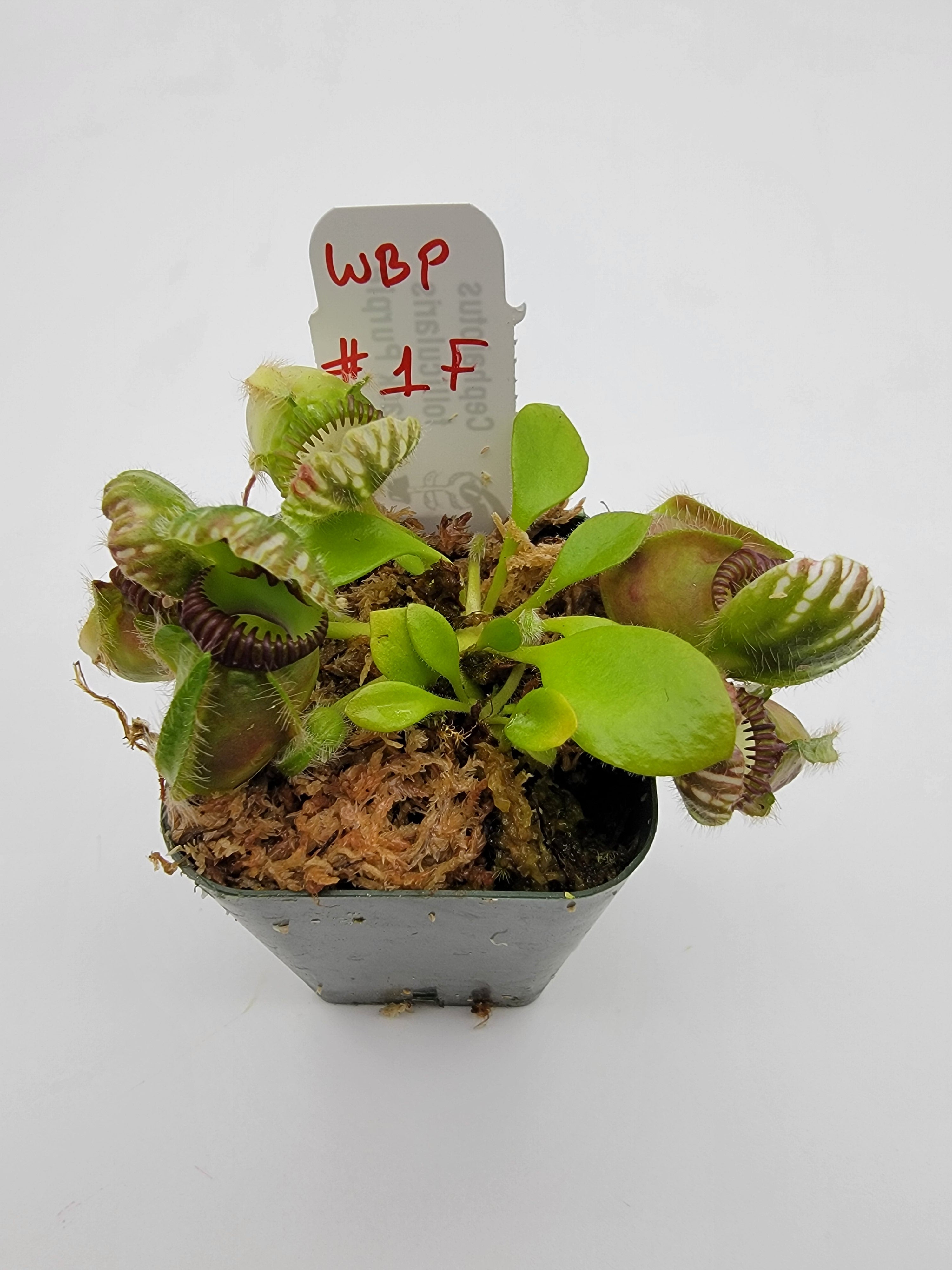 Cephalotus follicularis "Black Purple" WBP (1F-5F) - Rainbow Carnivorous Plants LLC