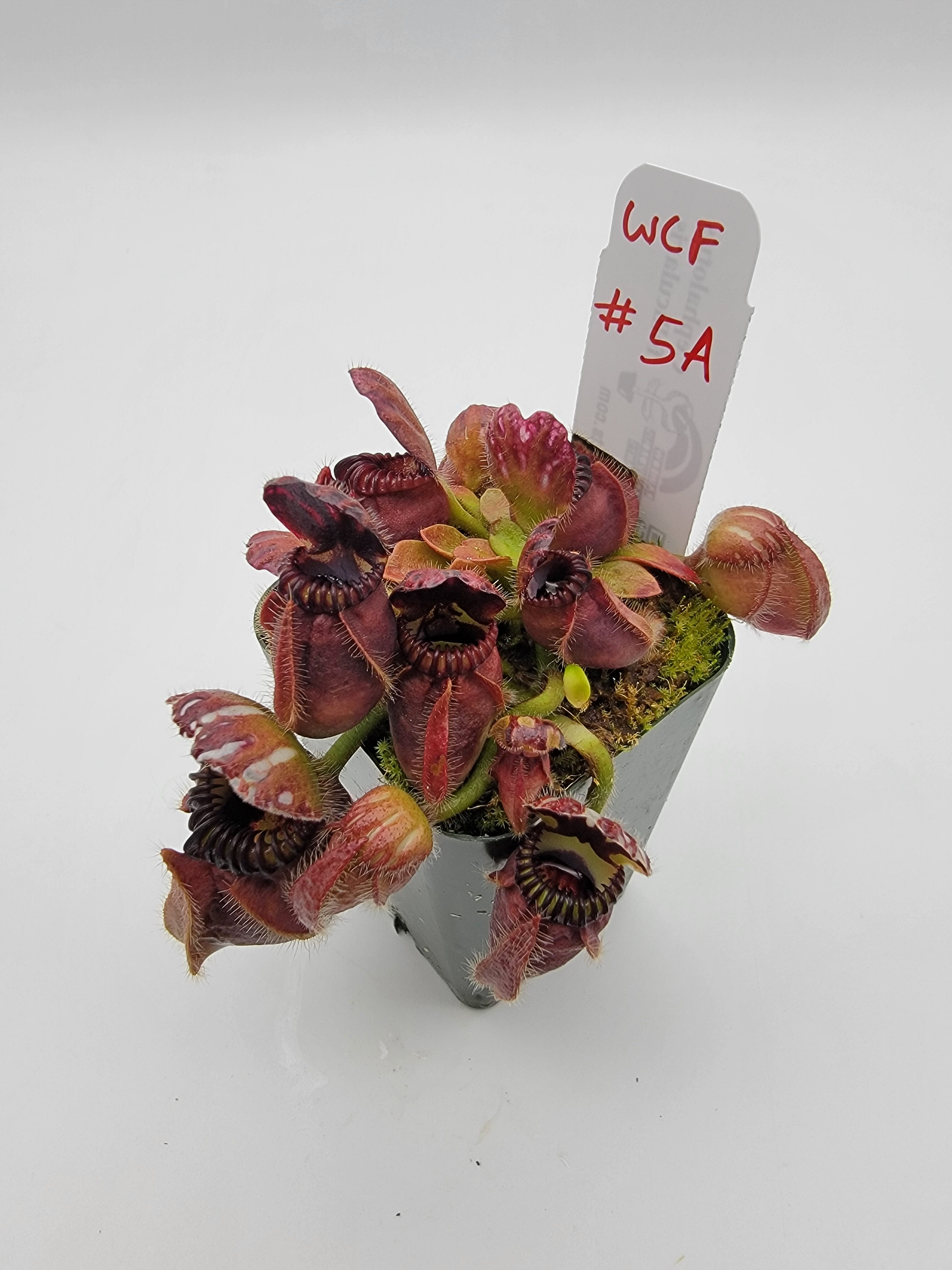Cephalotus follicularis WCF (1A-16A) - Rainbow Carnivorous Plants LLC