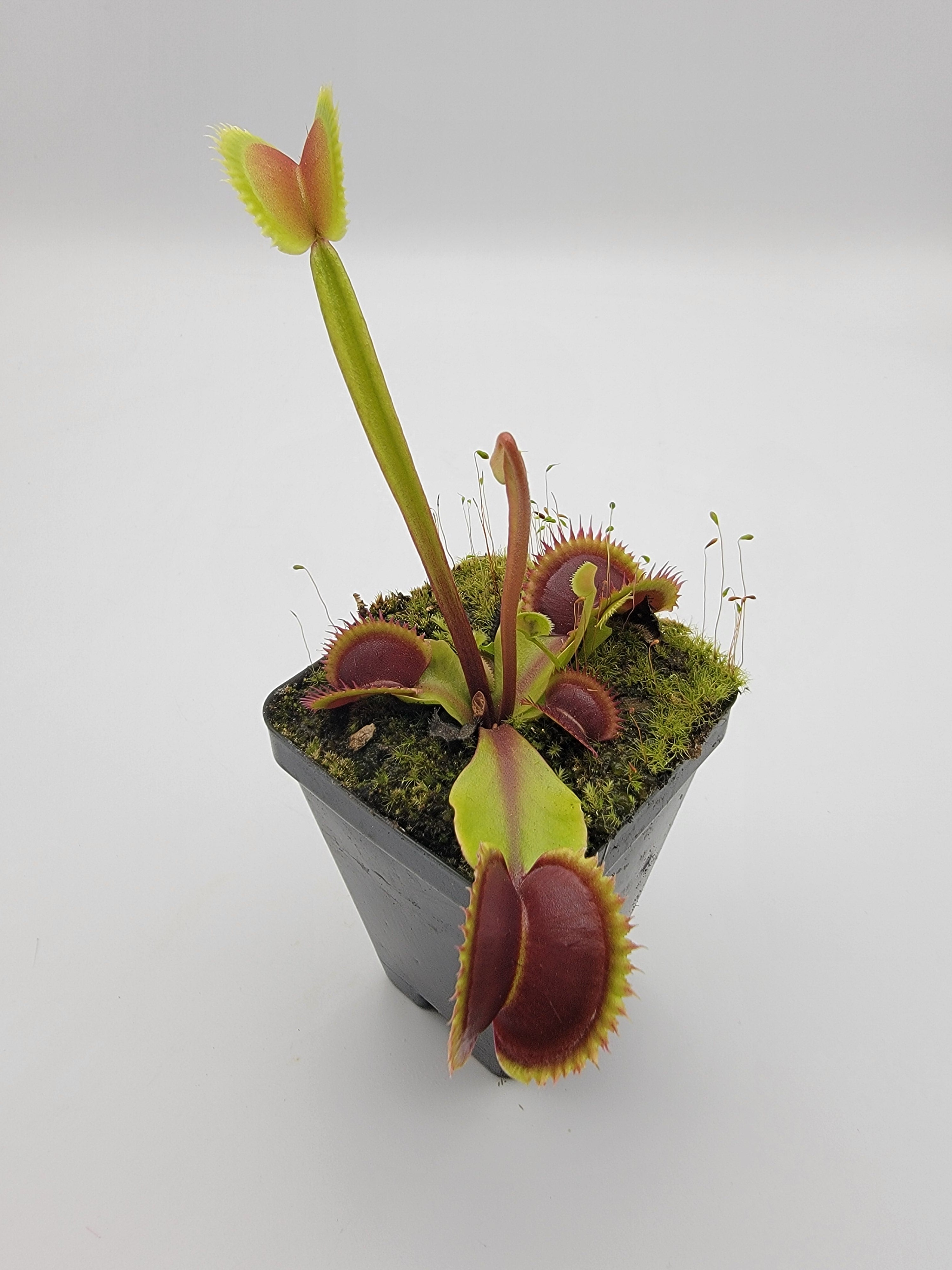 Venus flytrap (Dionaea muscipula) 'Sawtooth' x 'Red Piranha' - Rainbow Carnivorous Plants LLC