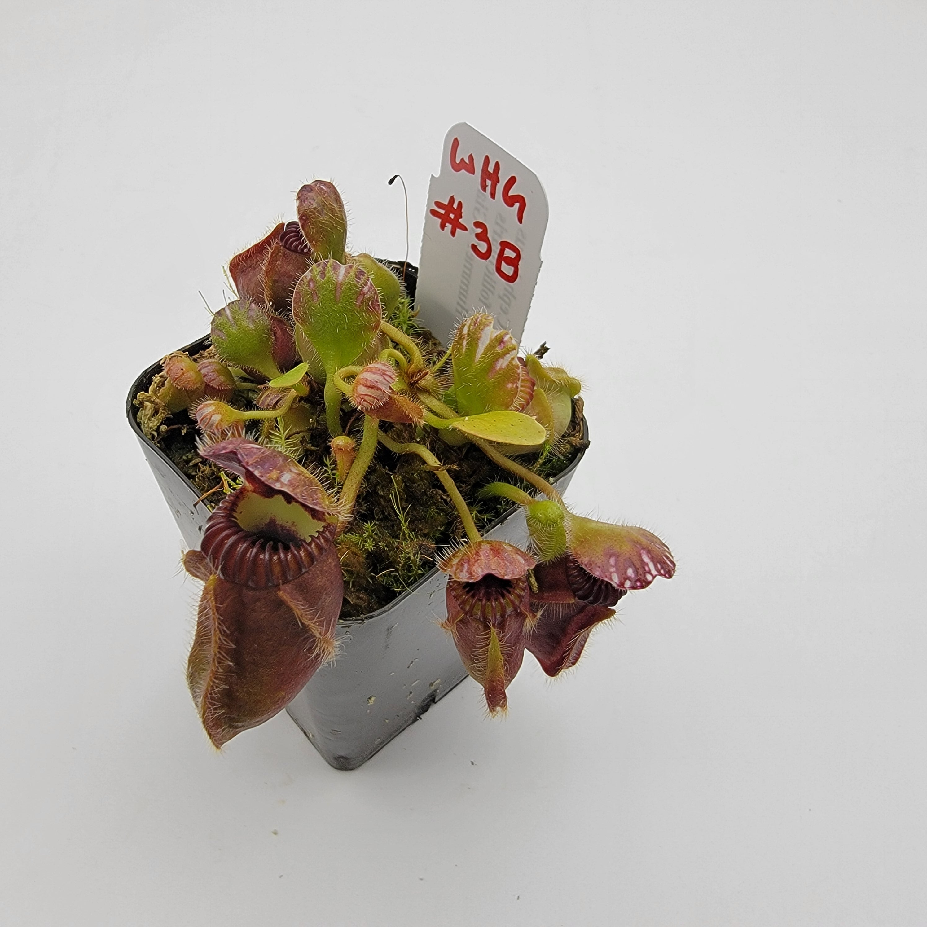 Cephalotus follicularis 'Hummer's Giant' WHG (1B-20B) - Rainbow Carnivorous Plants LLC