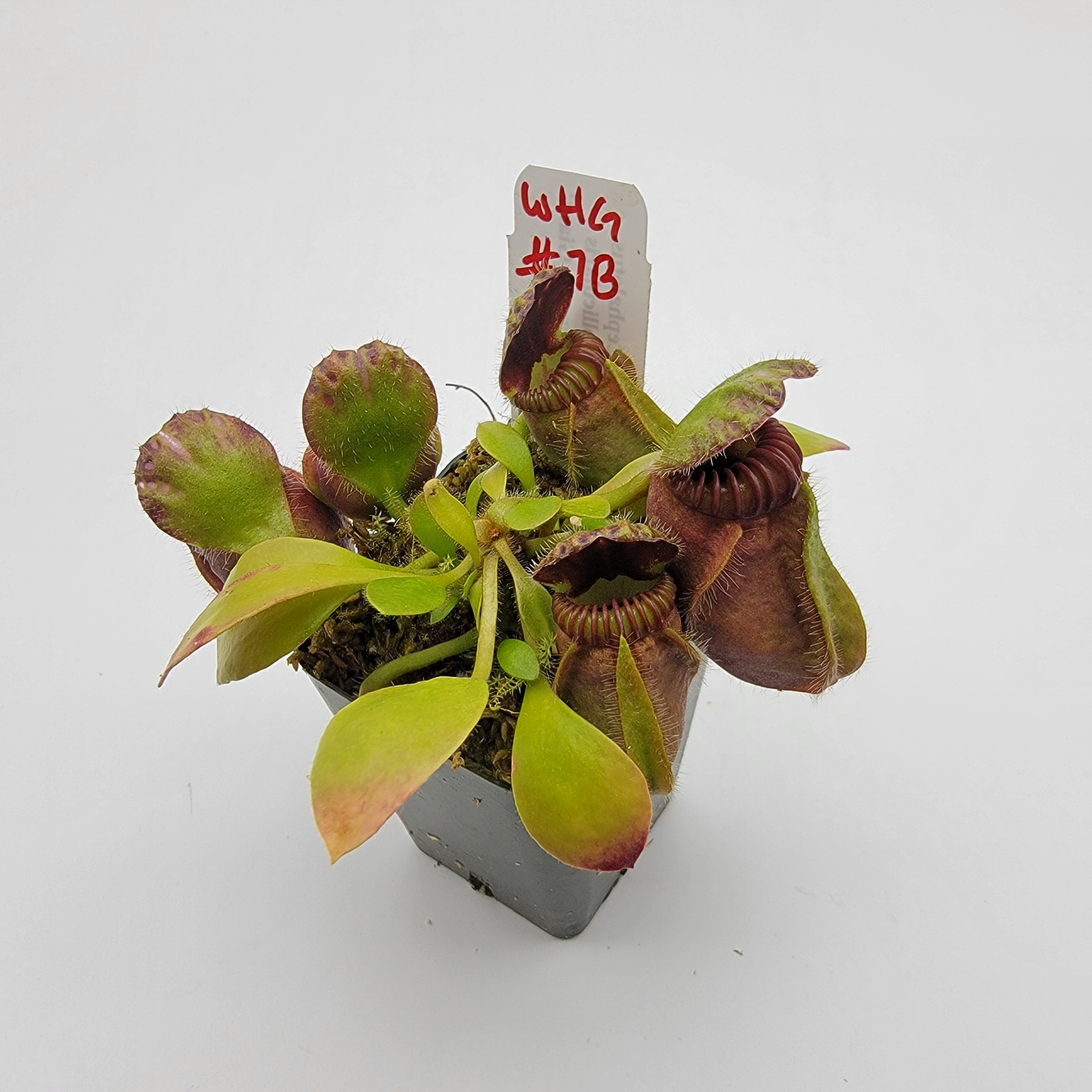 Cephalotus follicularis 'Hummer's Giant' WHG (1B-20B) - Rainbow Carnivorous Plants LLC