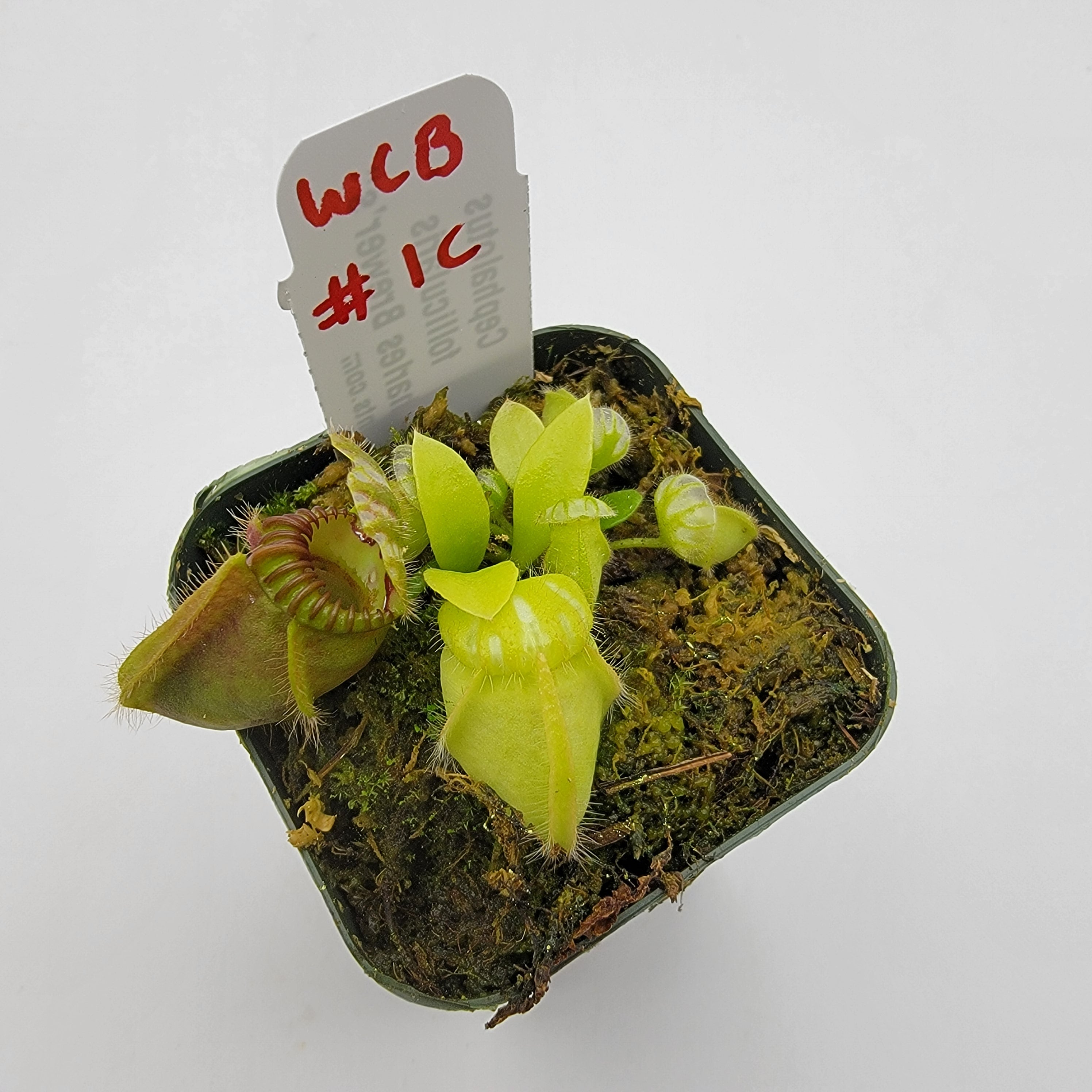 Cephalotus follicularis "Charles Brewer's" clone WCB (1C-16C) - Rainbow Carnivorous Plants LLC