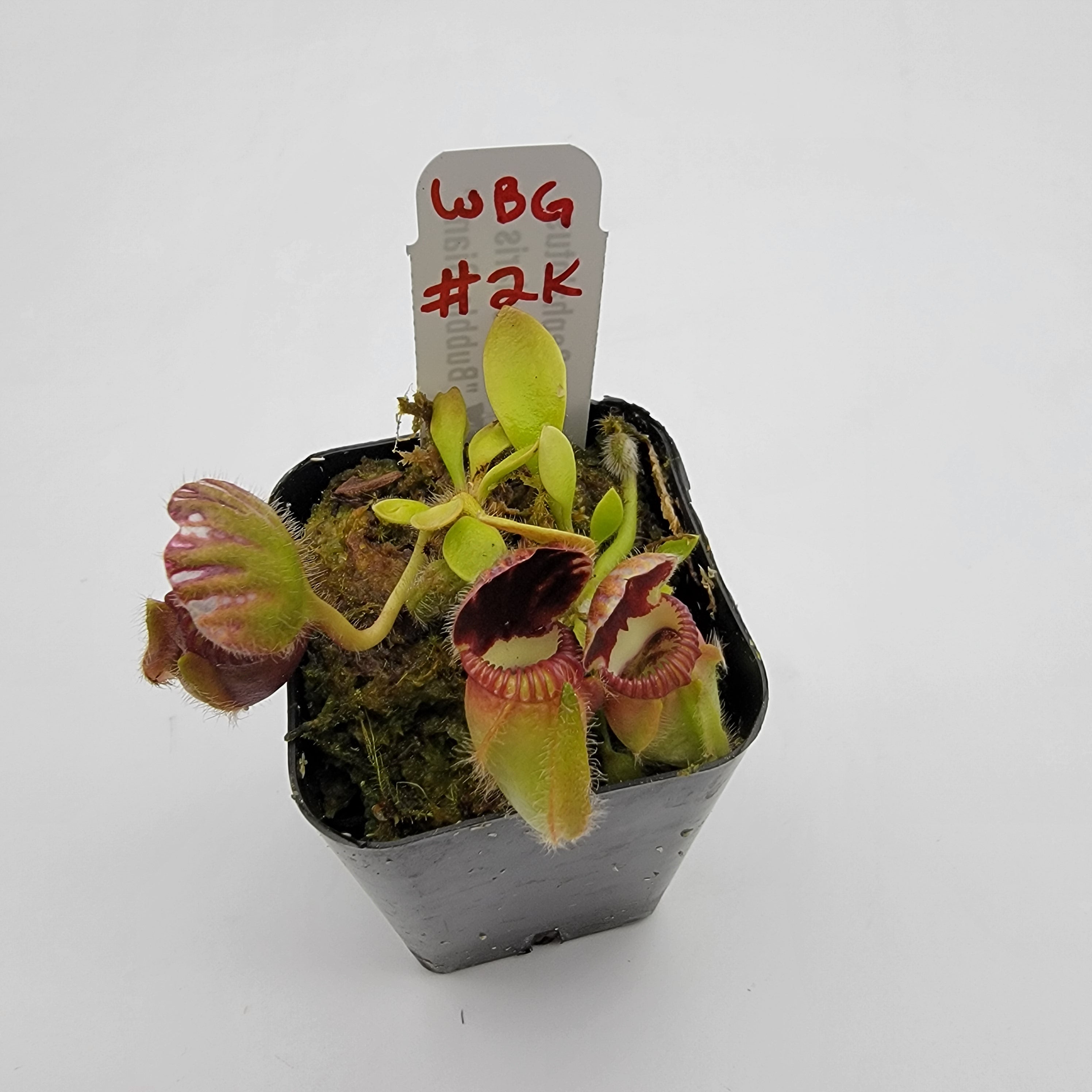 Cephalotus follicularis "Bubble Giant" WBG (1K-9K) - Rainbow Carnivorous Plants LLC