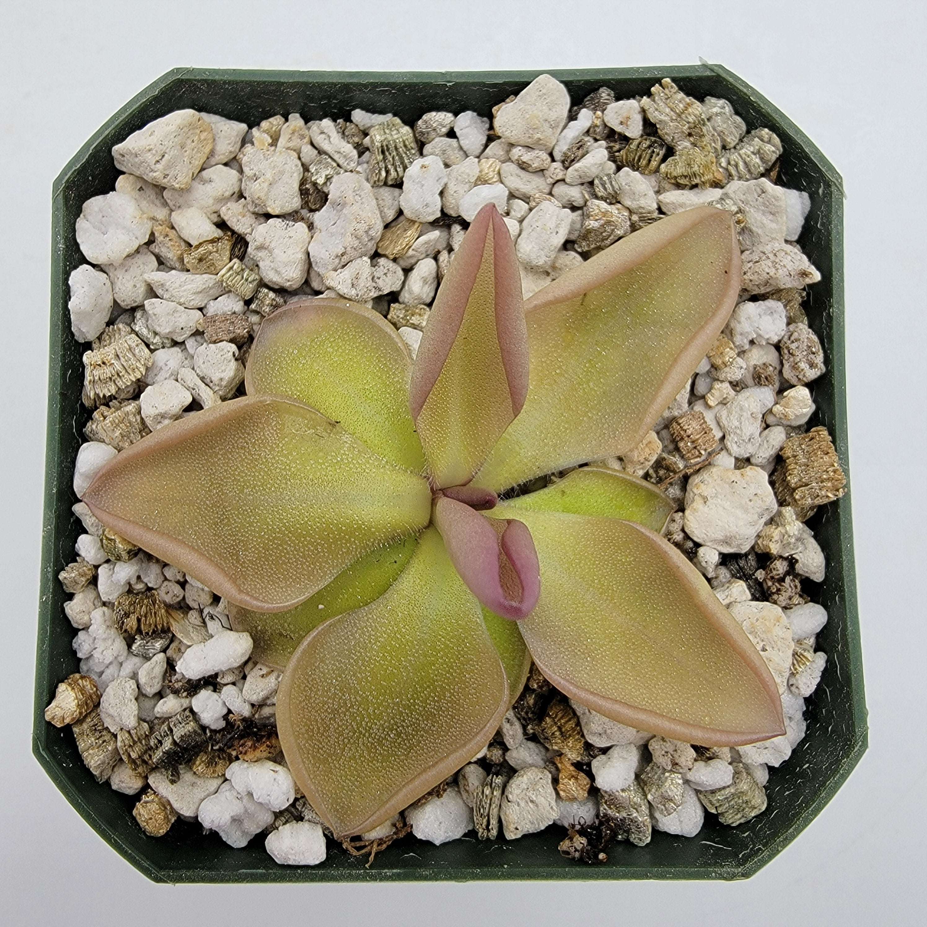 ビカクシダ P.no name mutant 20240625_104646.jpg?v=