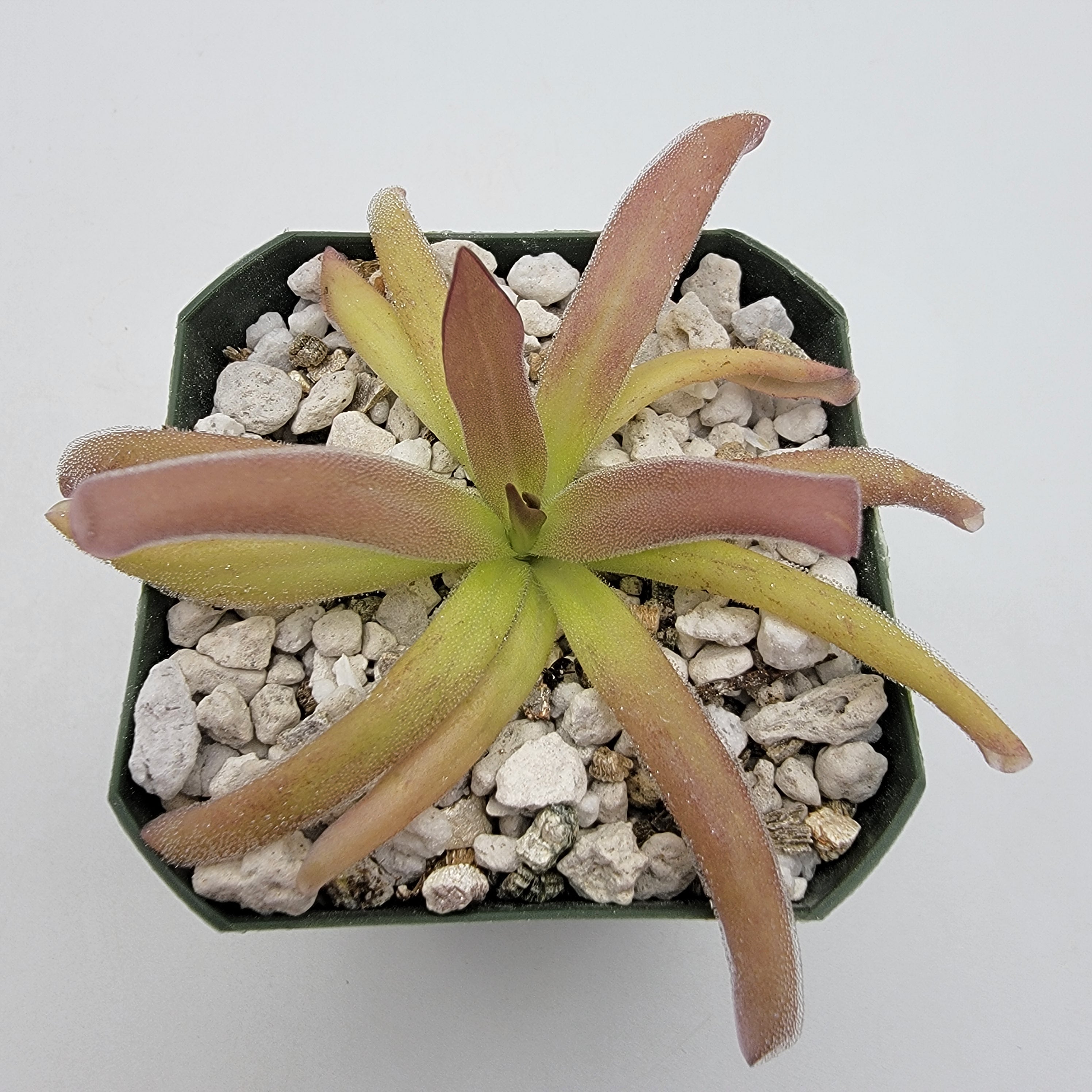 Pinguicula laueana x moctezumae