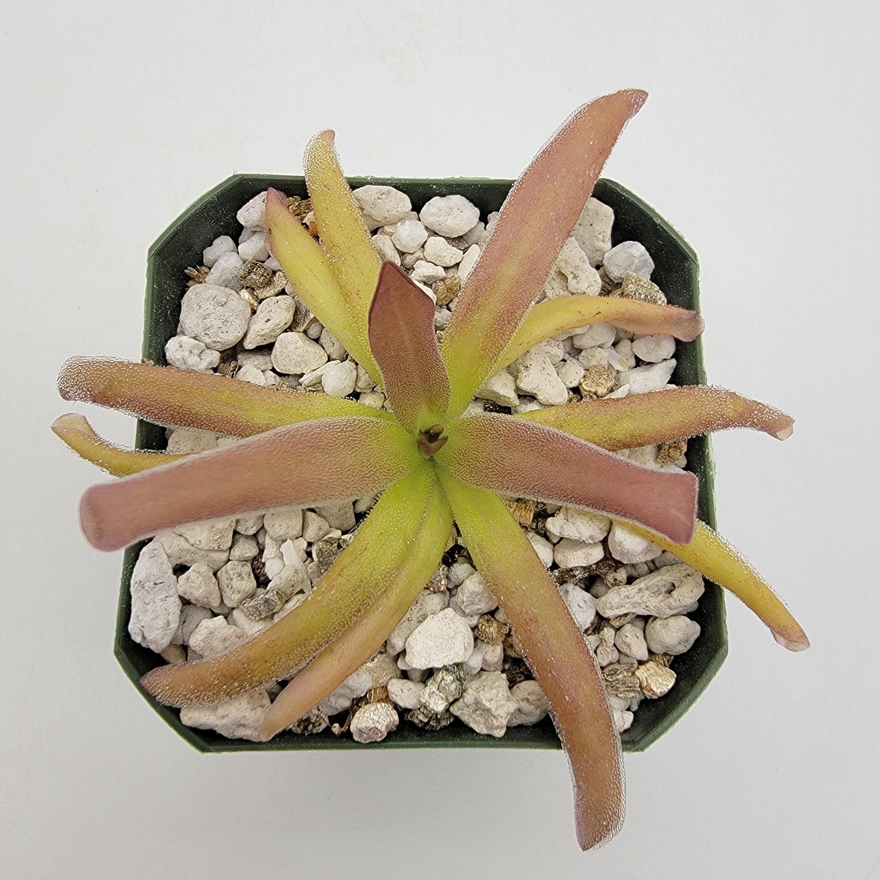 Pinguicula laueana x moctezumae