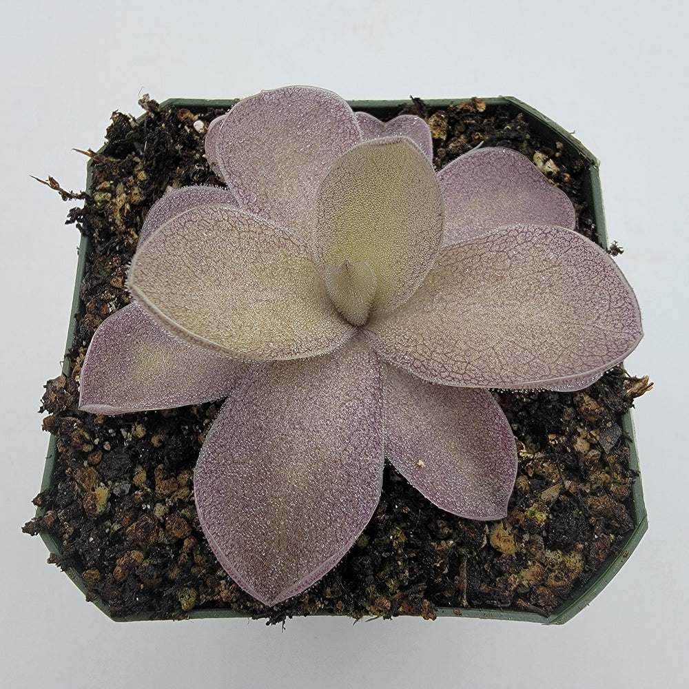 Pinguicula hemiepiphytica x cyclosecta Fungus Gnat Catcher
