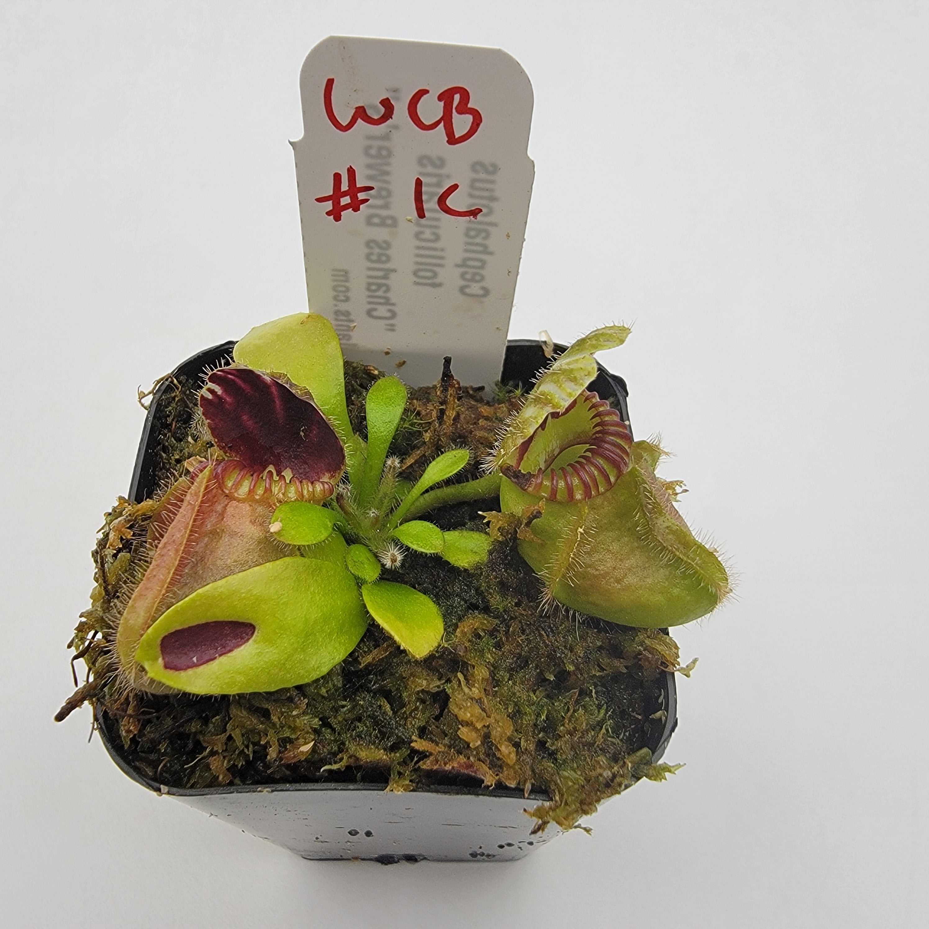 Cephalotus follicularis "Charles Brewer's" clone WCB (1C-16C)