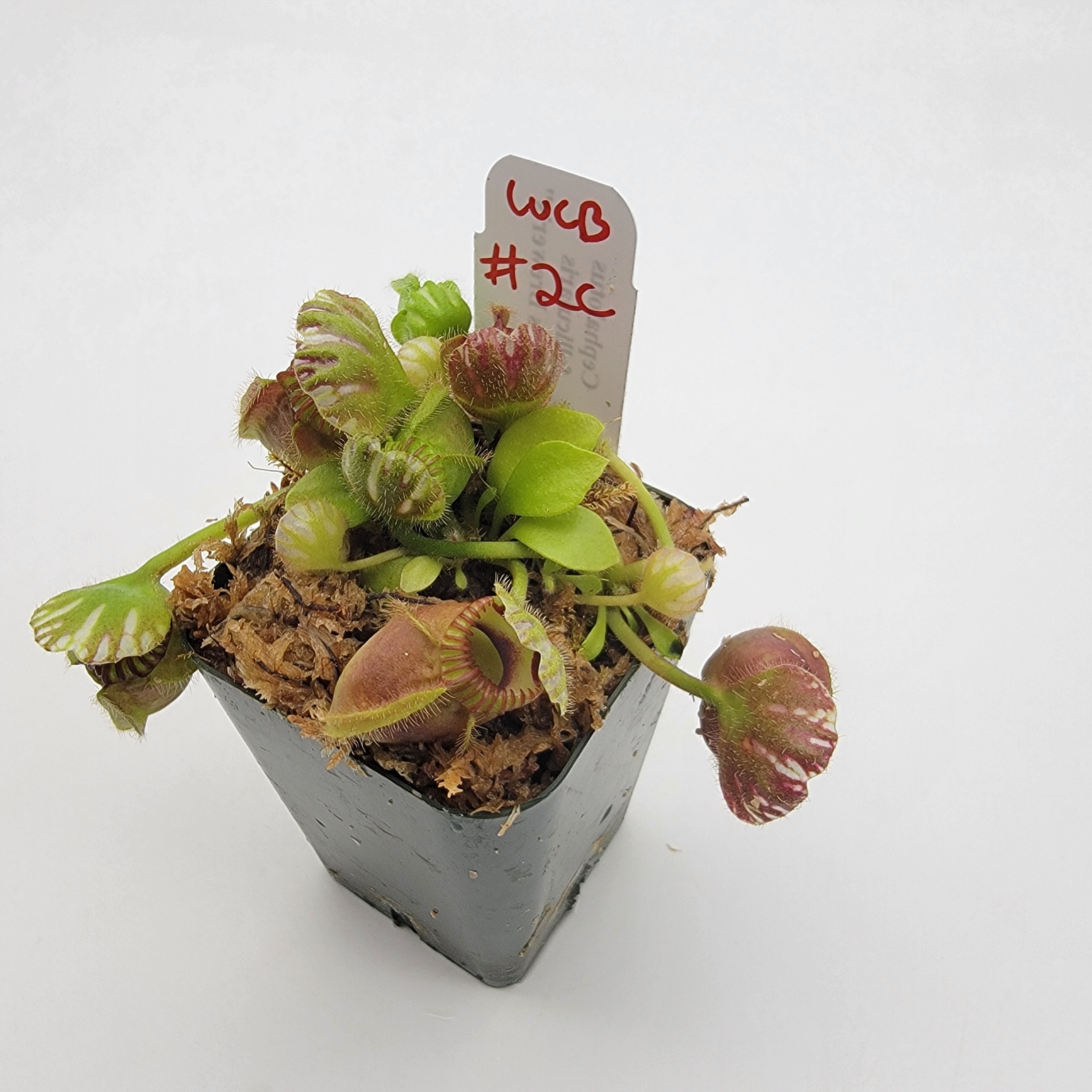 Cephalotus follicularis "Charles Brewer's" clone WCB (1C-16C)