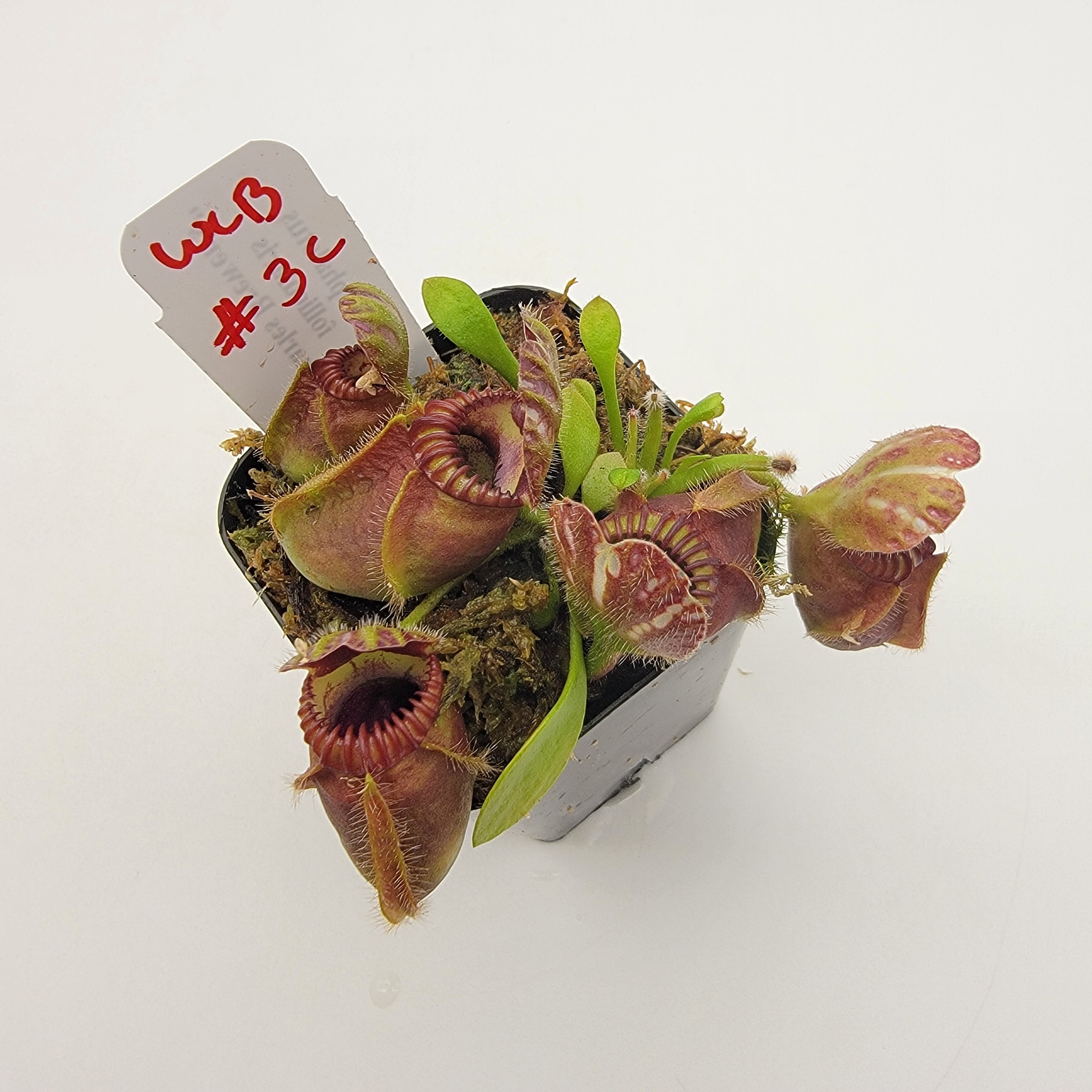 Cephalotus follicularis "Charles Brewer's" clone WCB (1C-16C)