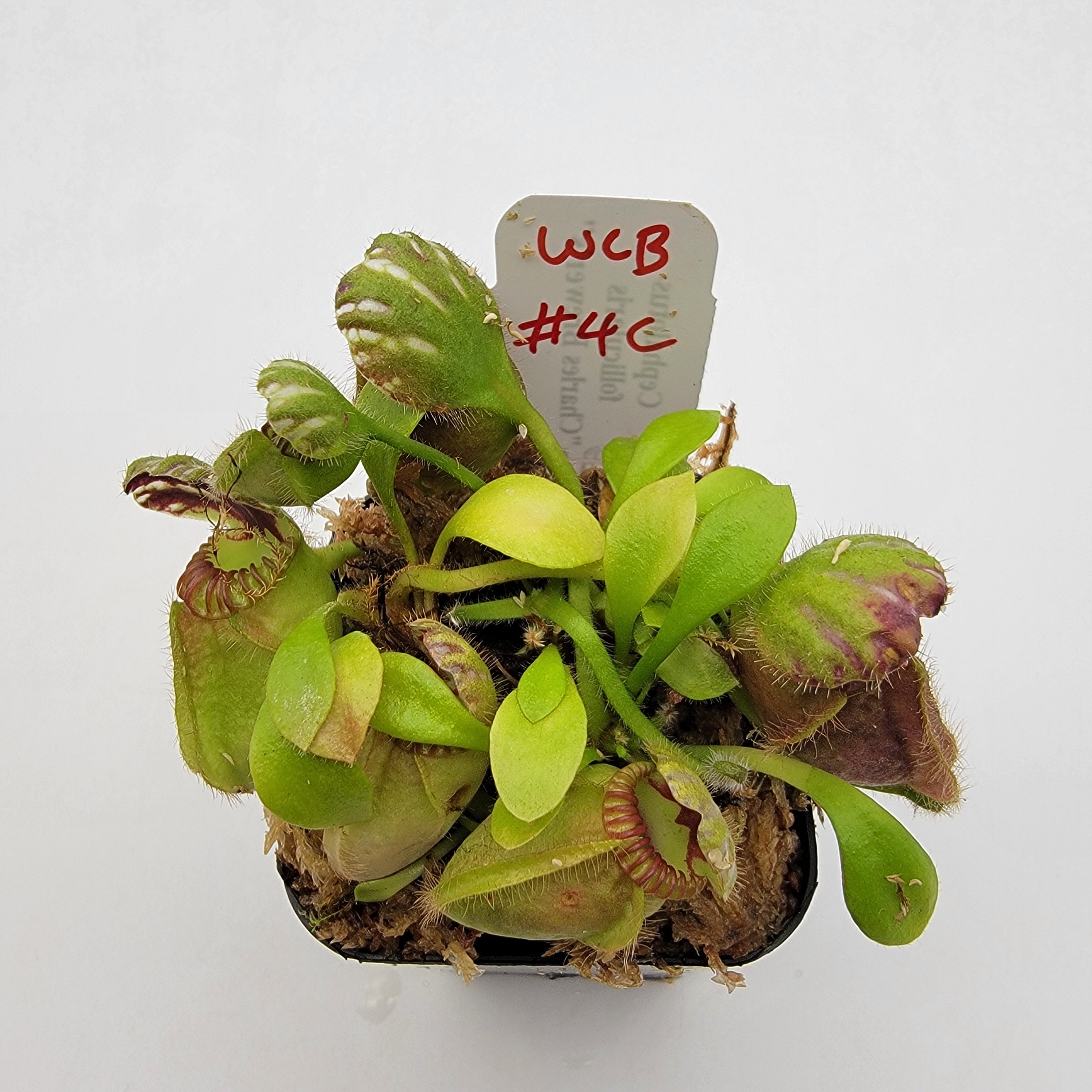 Cephalotus follicularis "Charles Brewer's" clone WCB (1C-16C)