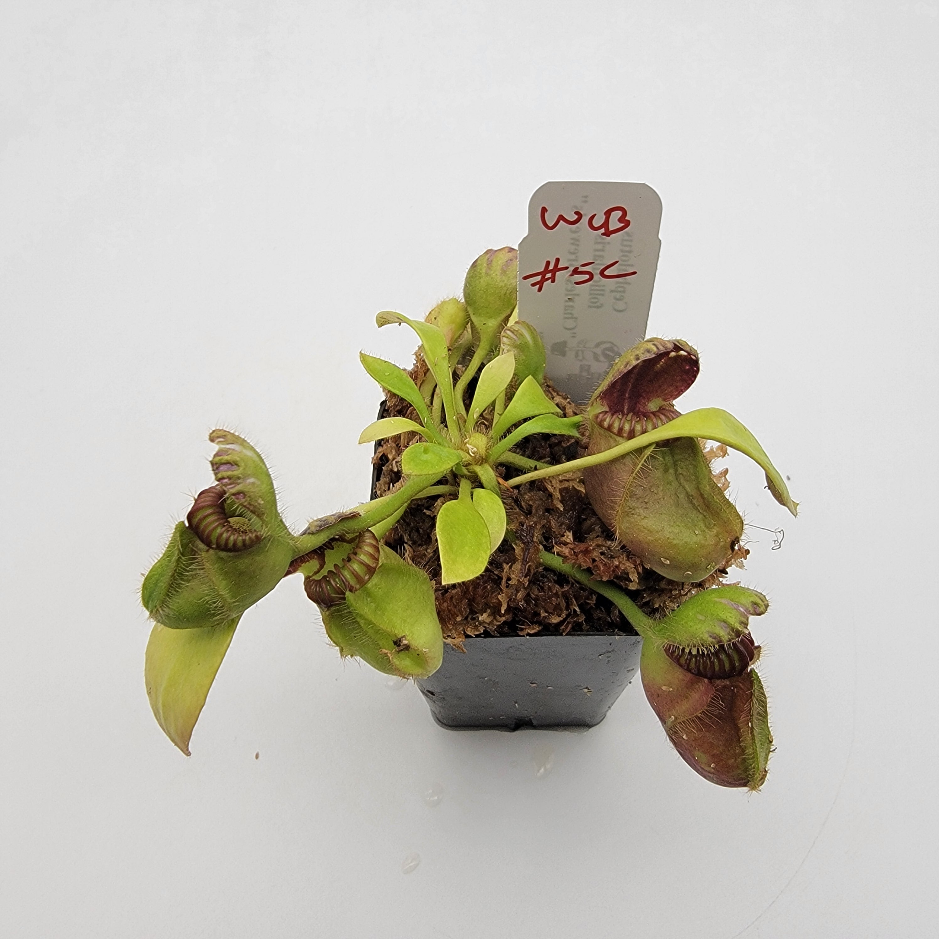 Cephalotus follicularis "Charles Brewer's" clone WCB (1C-16C)