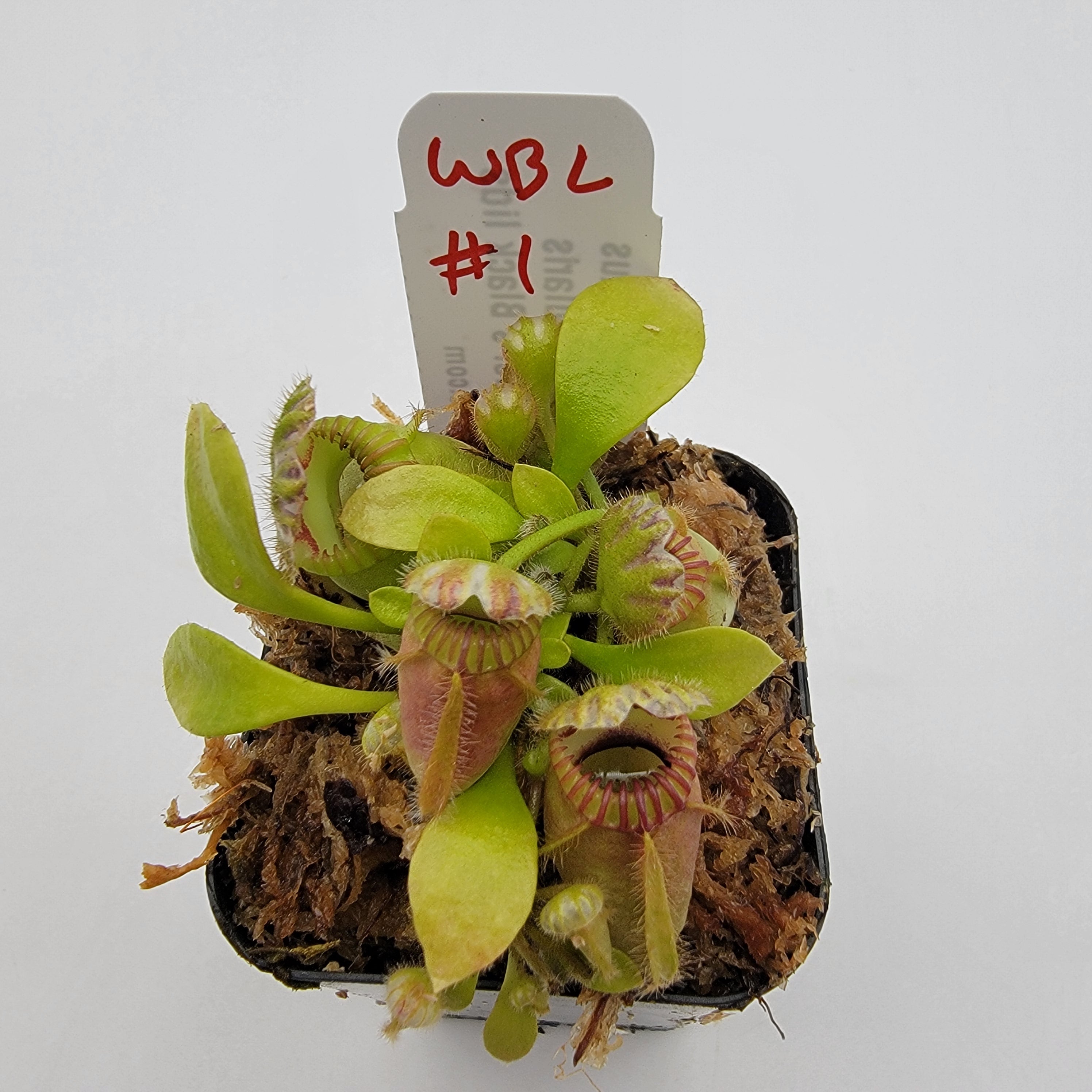 Cephalotus follicularis "Brewer's Black Lids" WBL-(1E-10E)