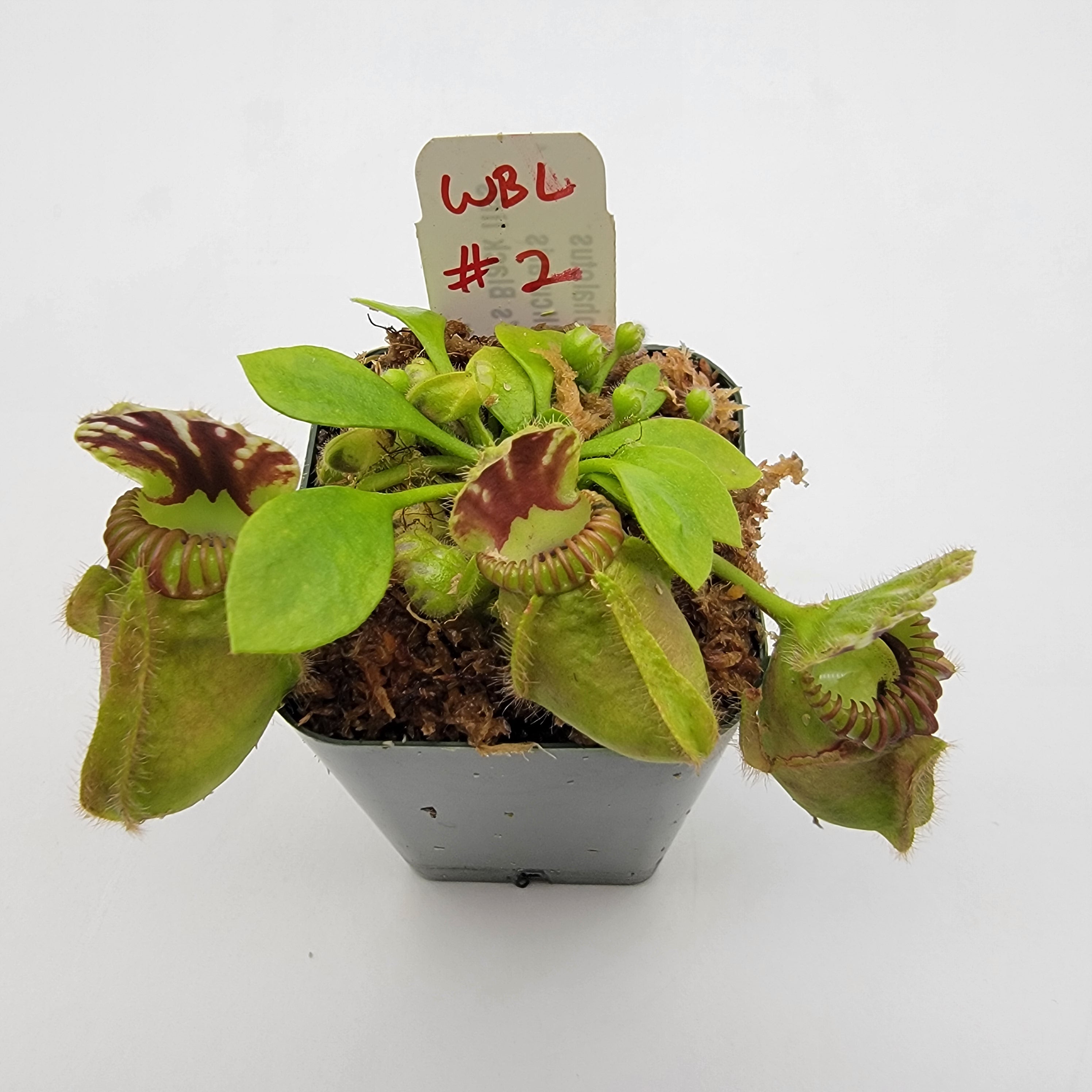 Cephalotus follicularis "Brewer's Black Lids" WBL-(1E-10E)