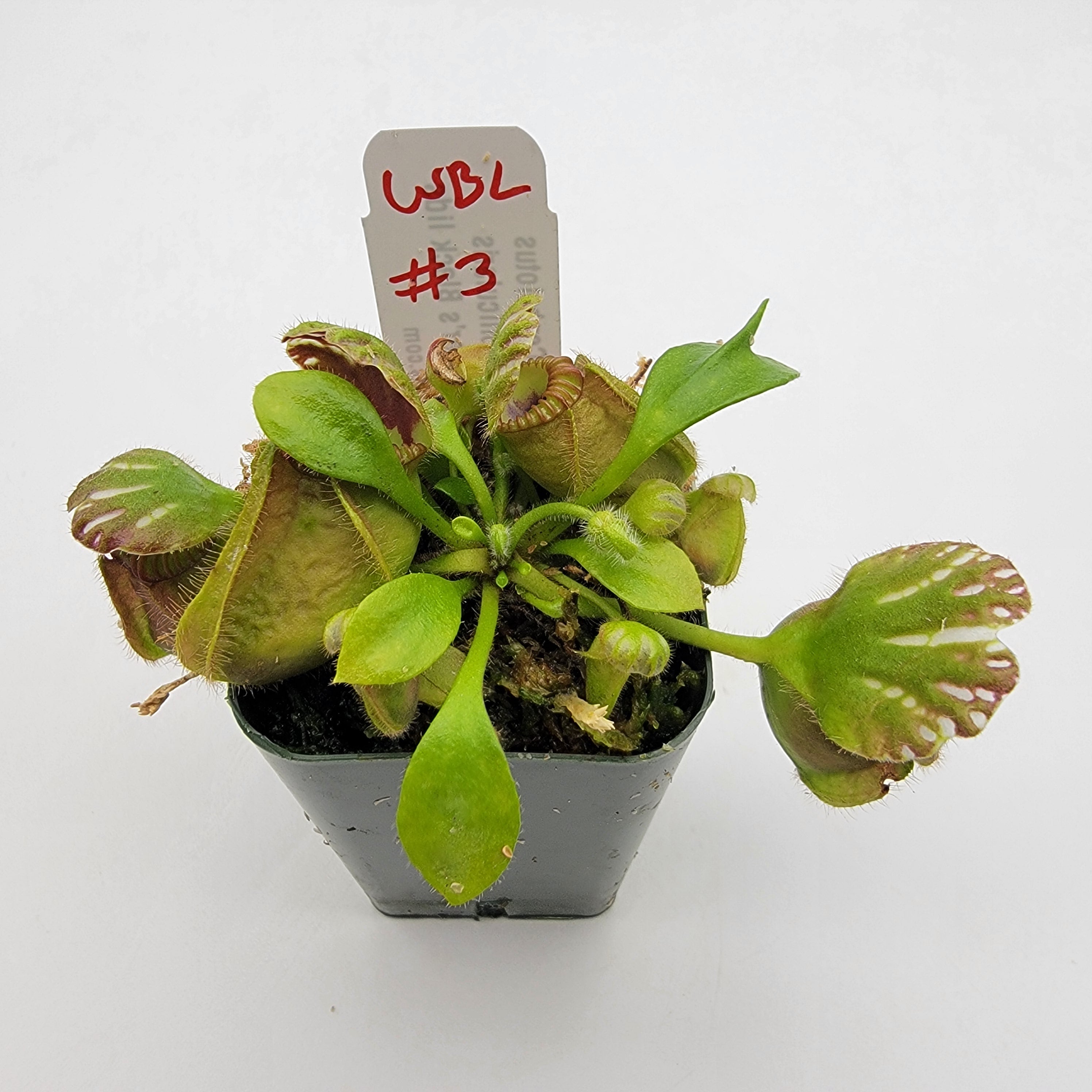 Cephalotus follicularis "Brewer's Black Lids" WBL-(1E-10E)