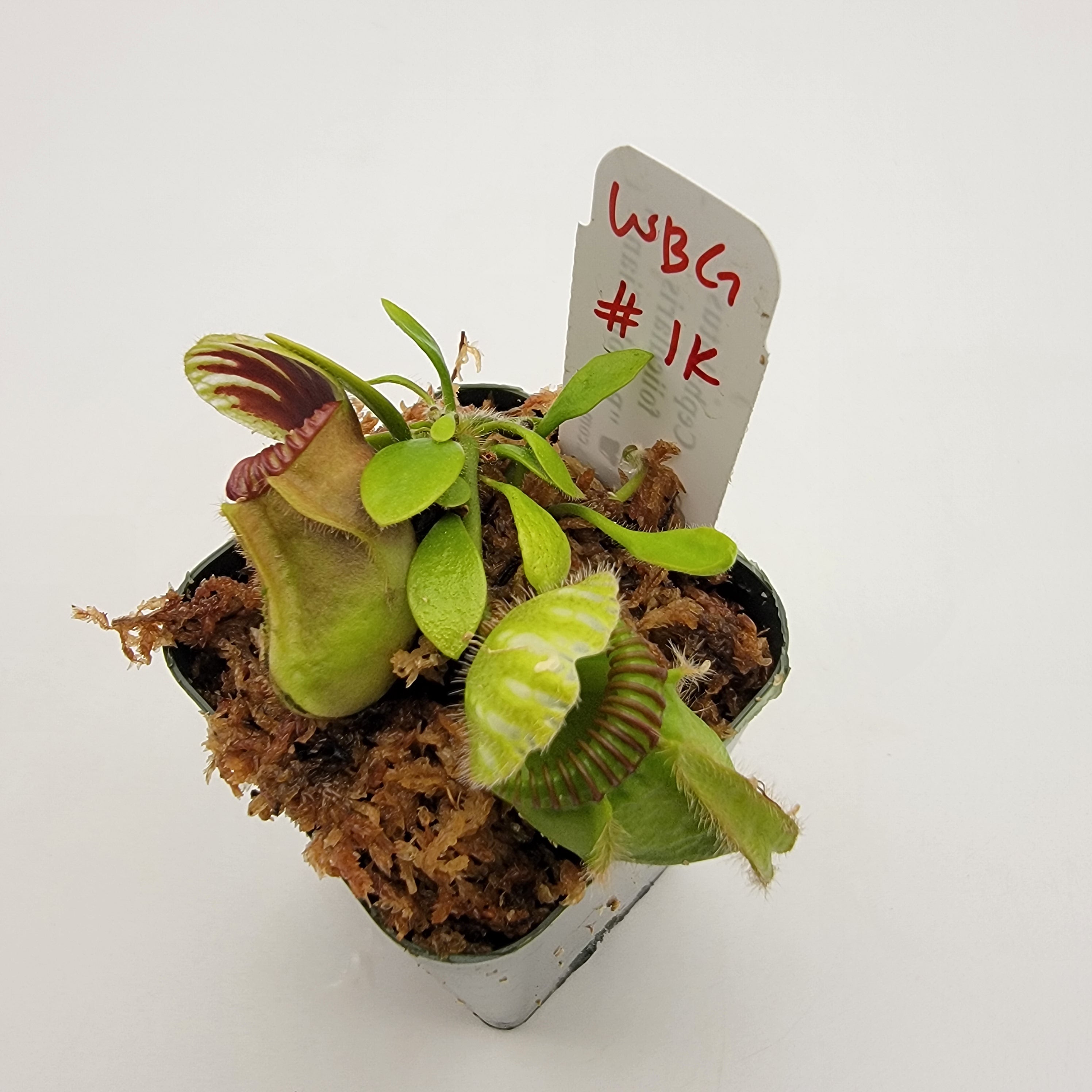 Cephalotus follicularis "Bubble Giant" WBG (1K-9K)