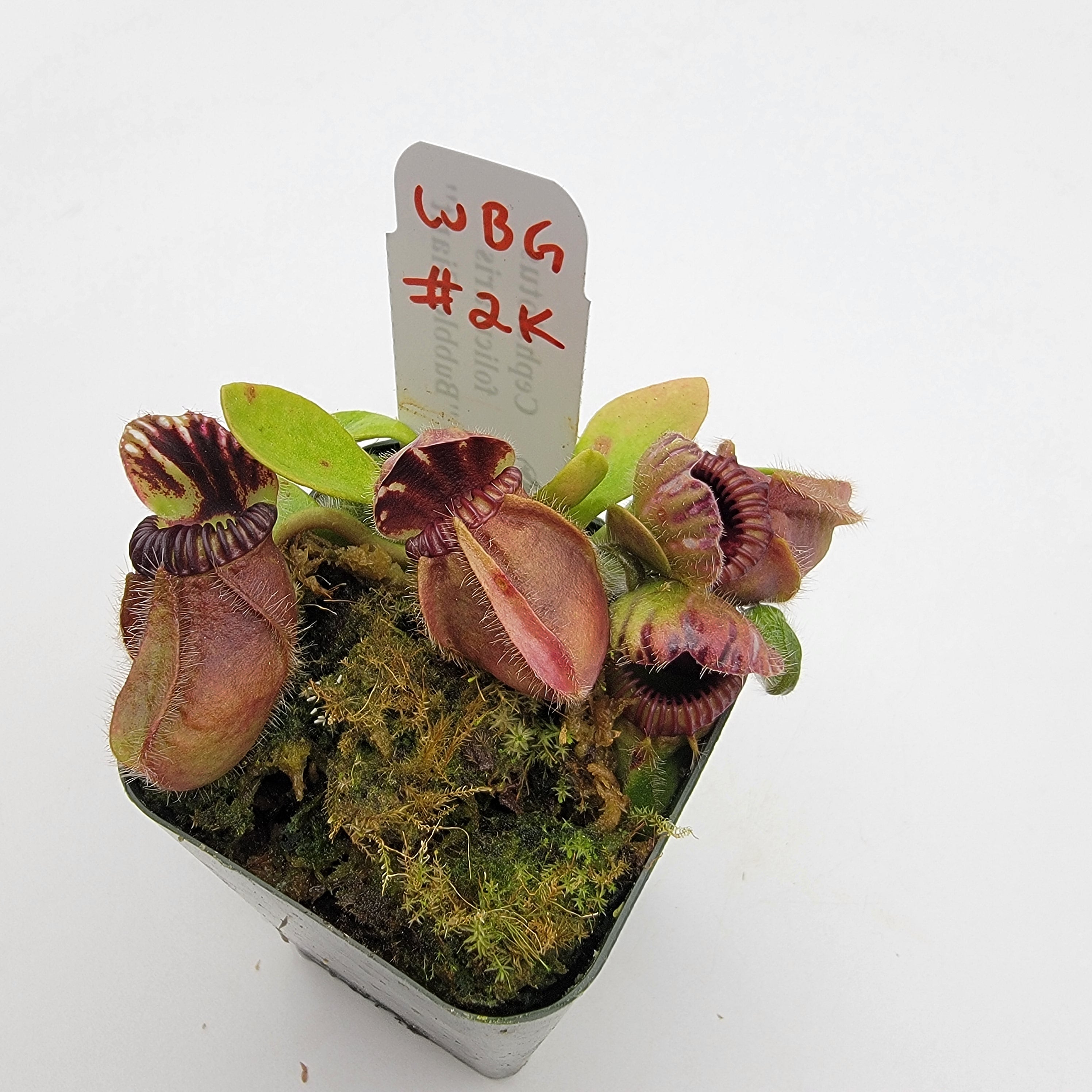 Cephalotus follicularis "Bubble Giant" WBG (1K-9K)