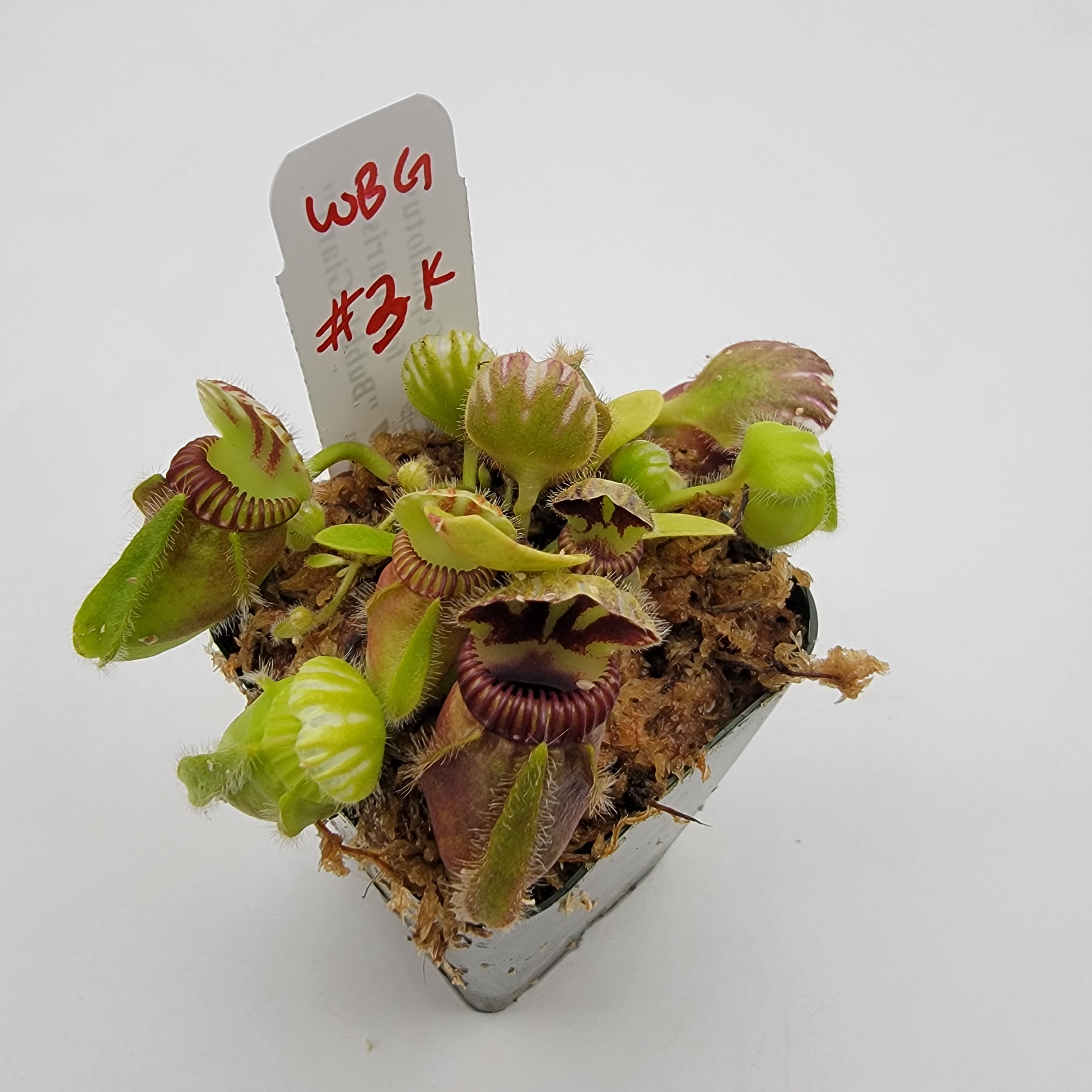 Cephalotus follicularis "Bubble Giant" WBG (1K-9K)