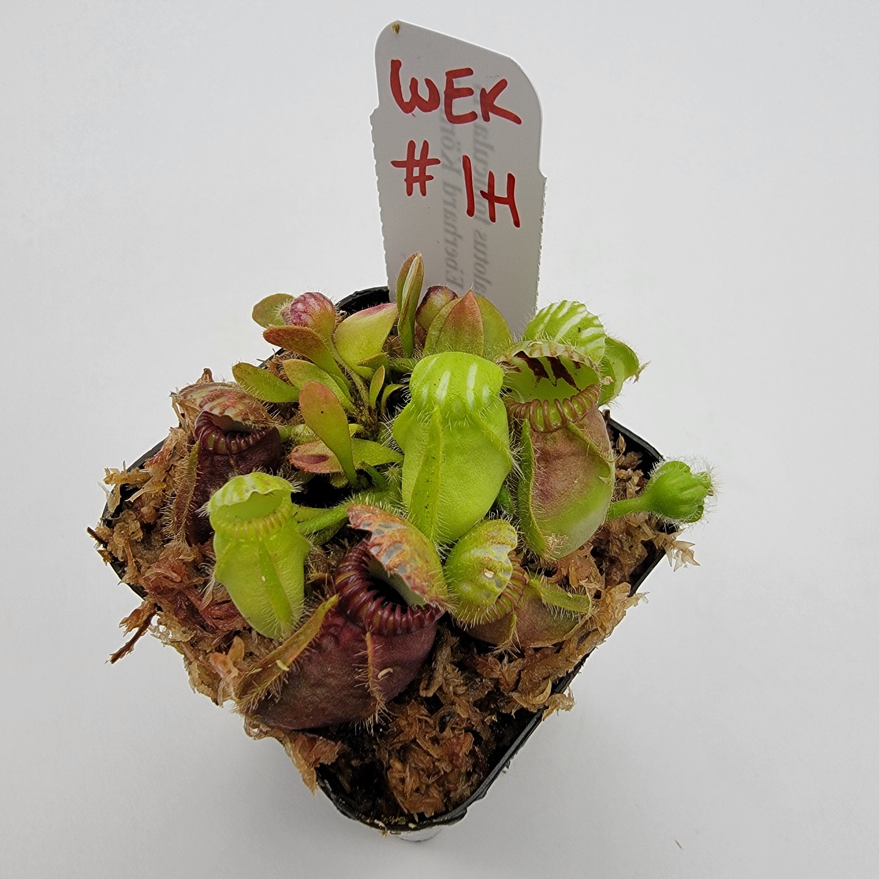 Cephalotus follicularis "Dr. Eberhard König" [WEK-(1H-9H)]