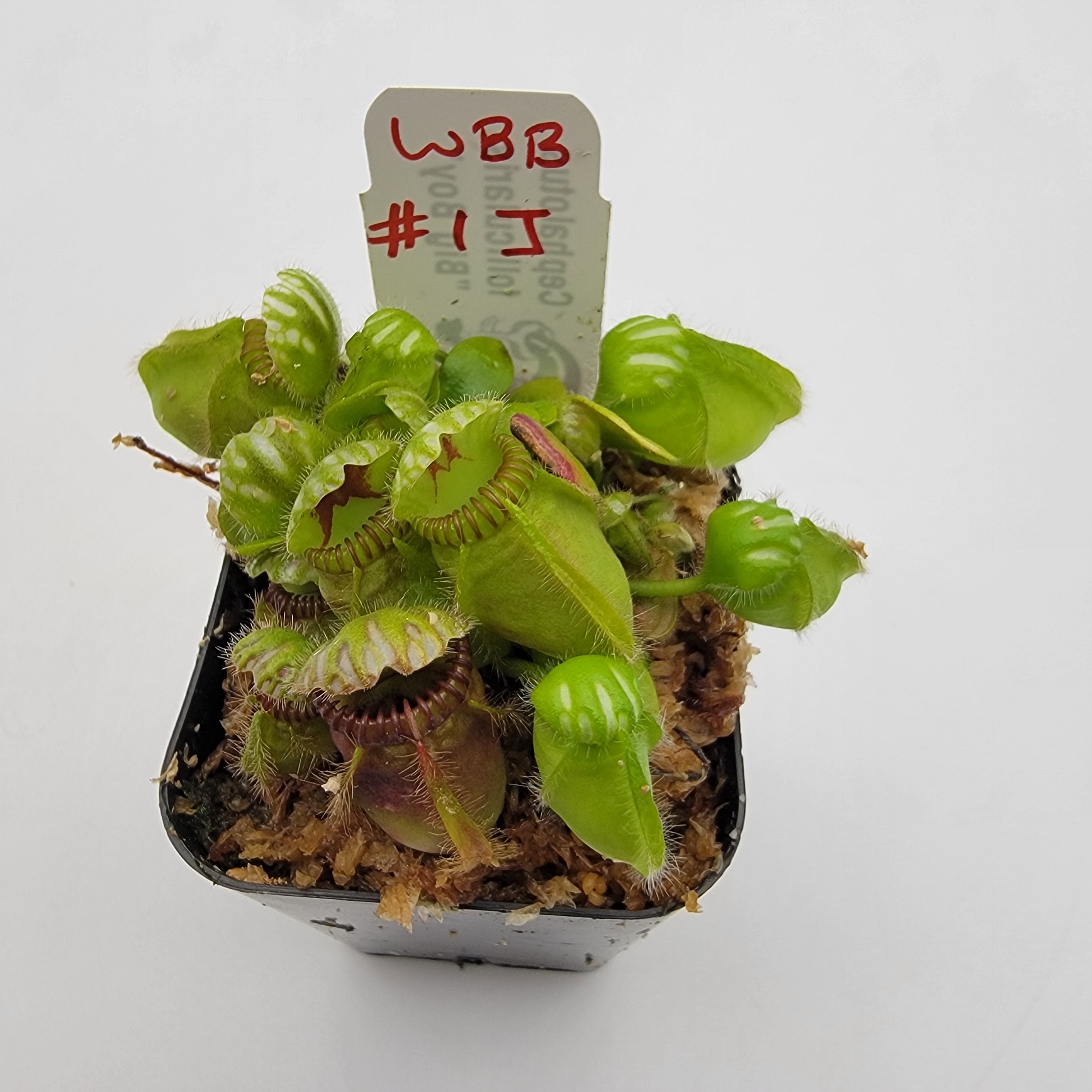 Cephalotus follicularis "Big Boy" WBB-(1J-9J)