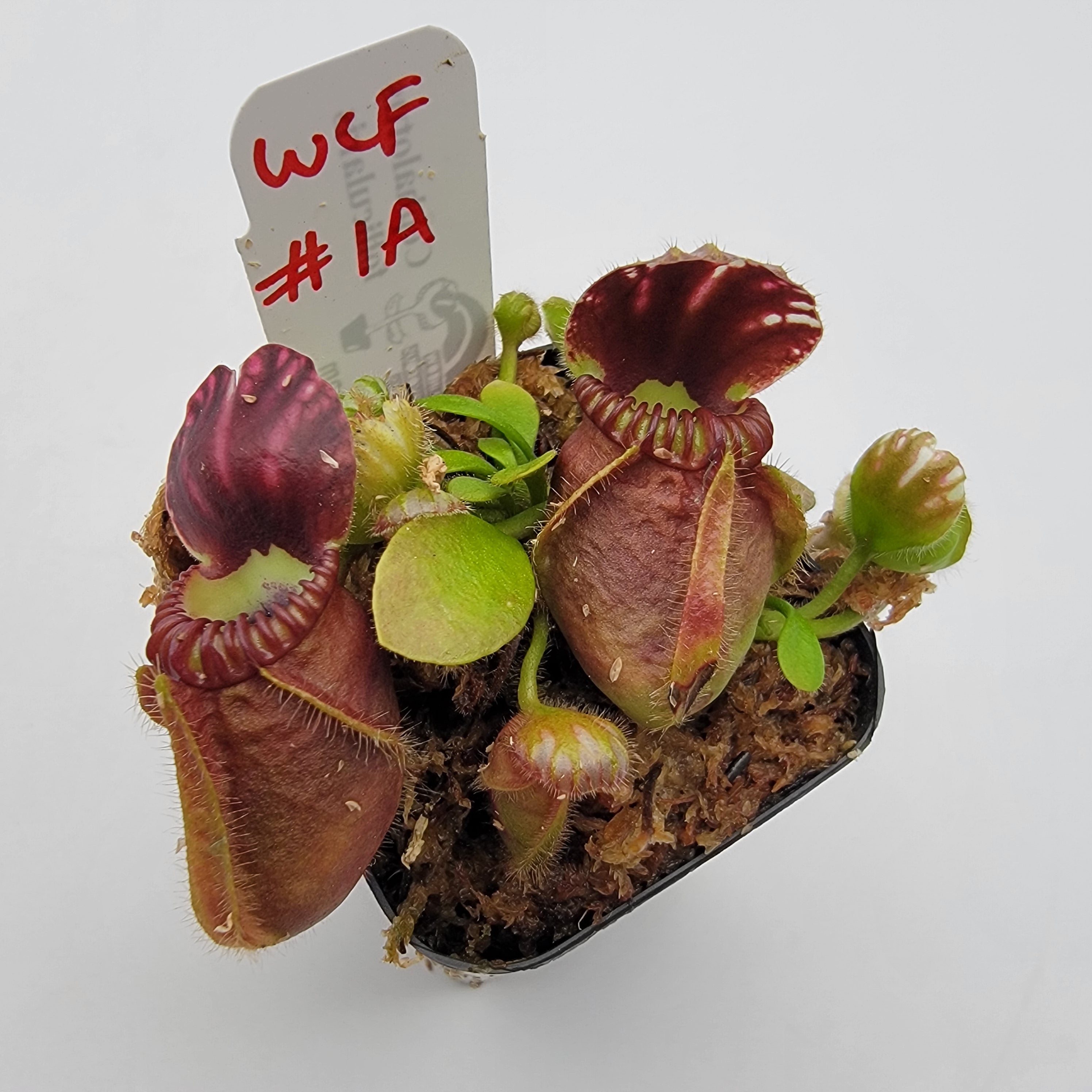 Cephalotus follicularis WCF (1A-16A)