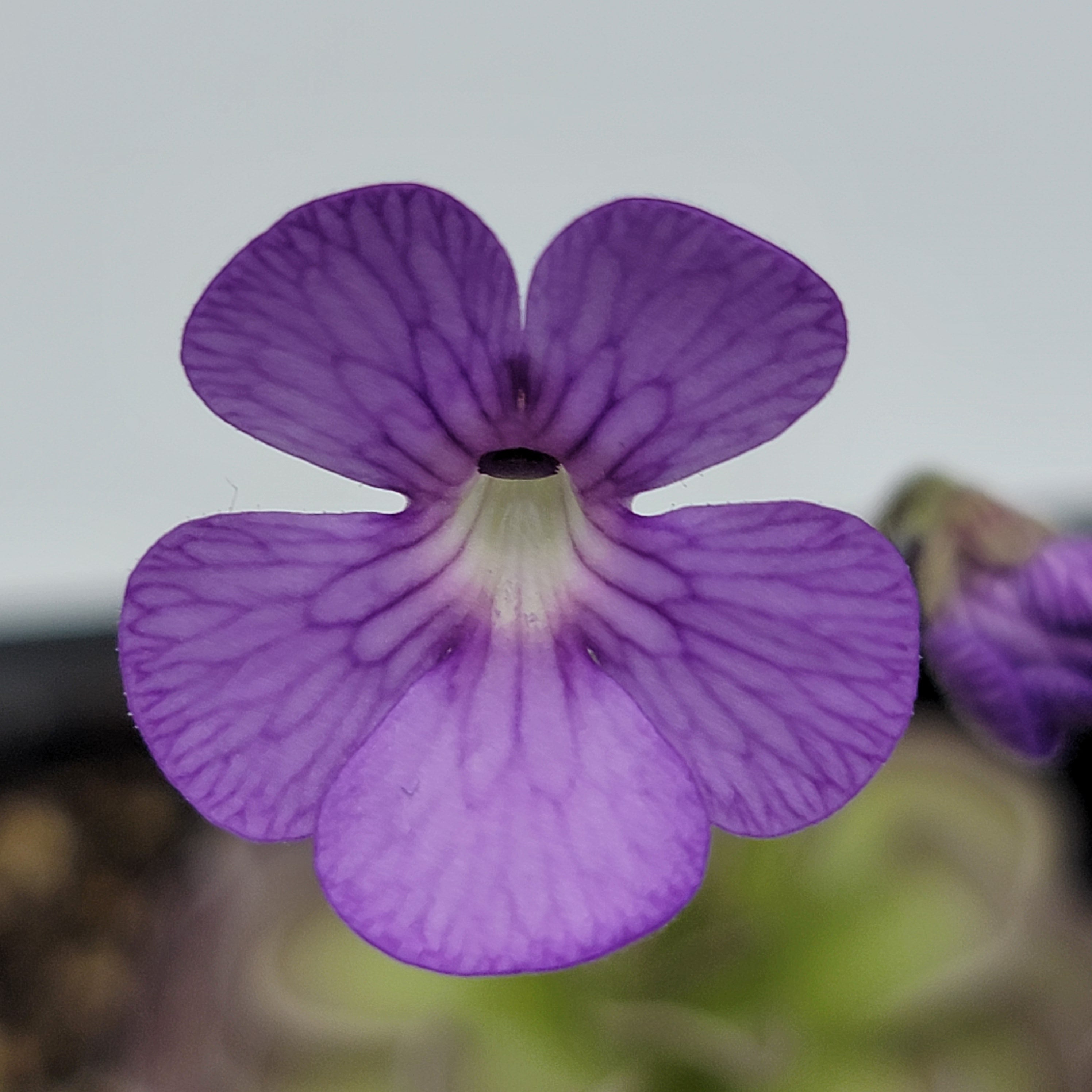 Pinguicula jaumavensis x cyclosecta