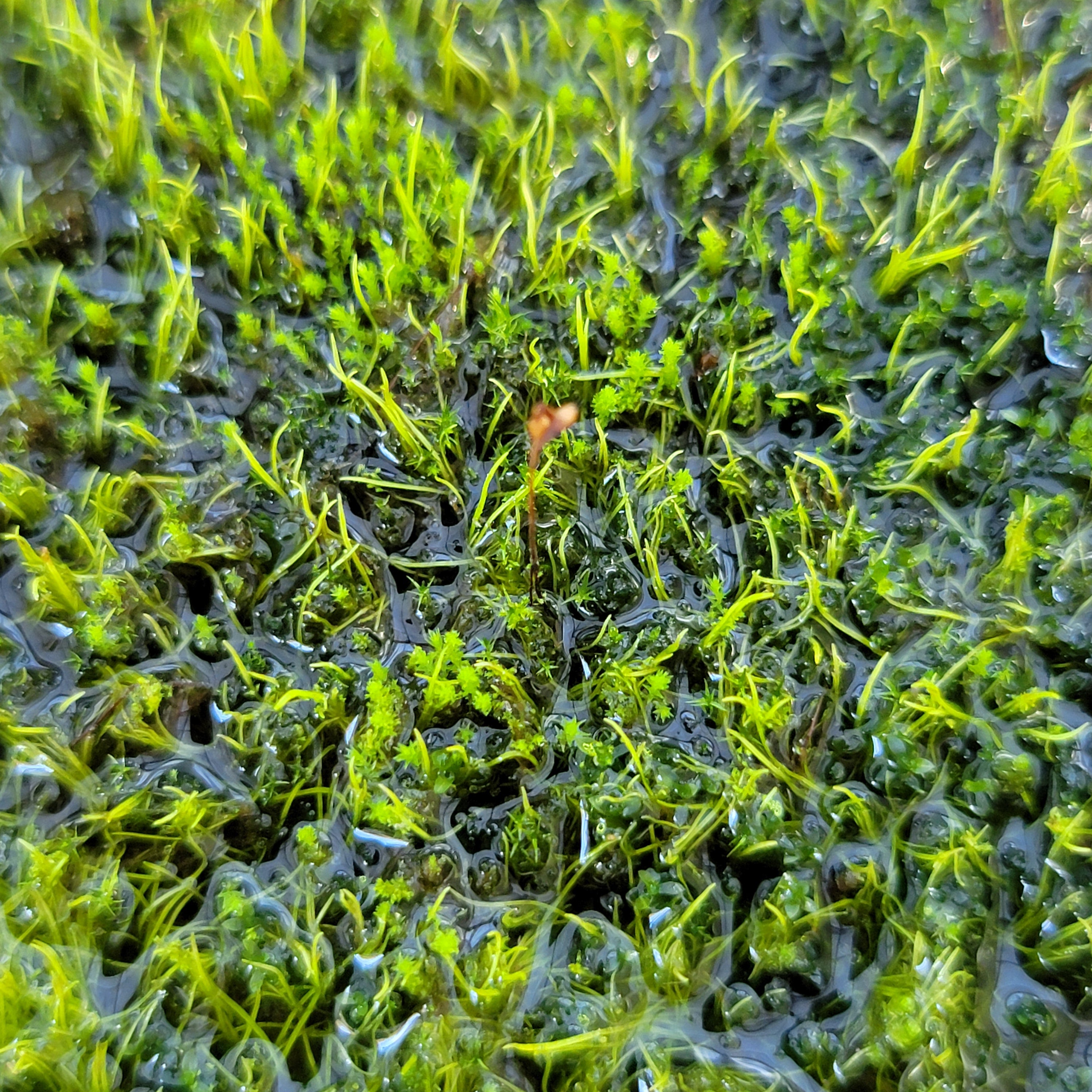 Utricularia fulva