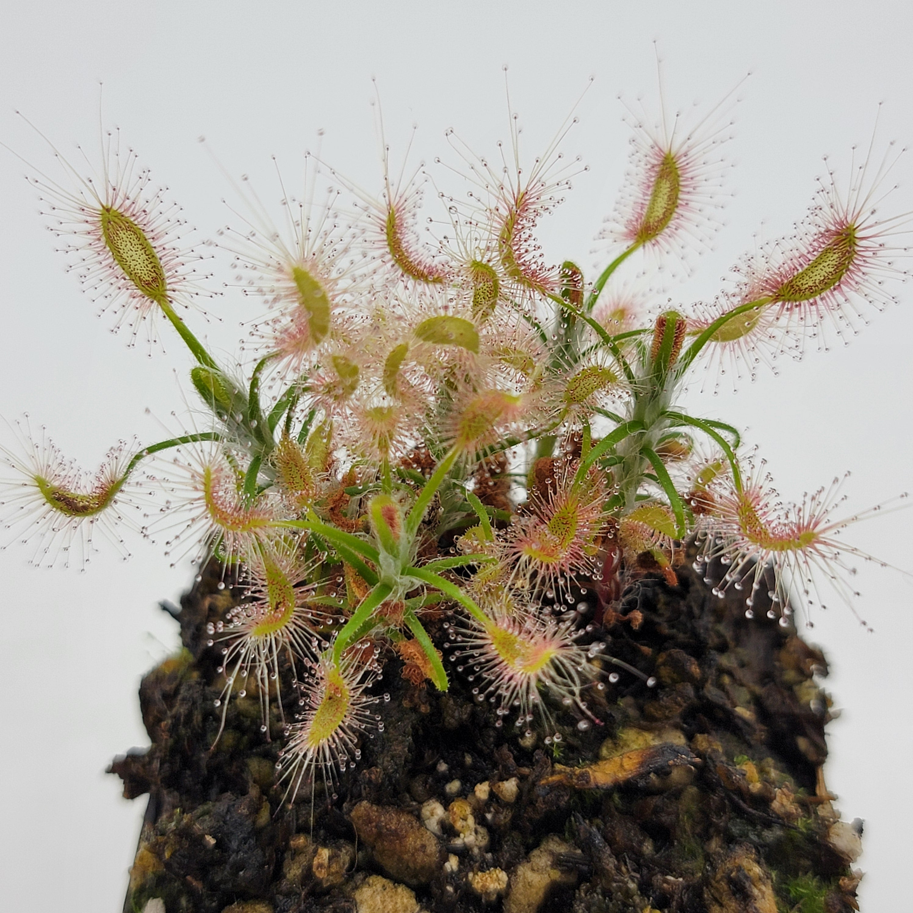 Drosera scorpioides  -Live carnivorous plant- [2 plants per order]