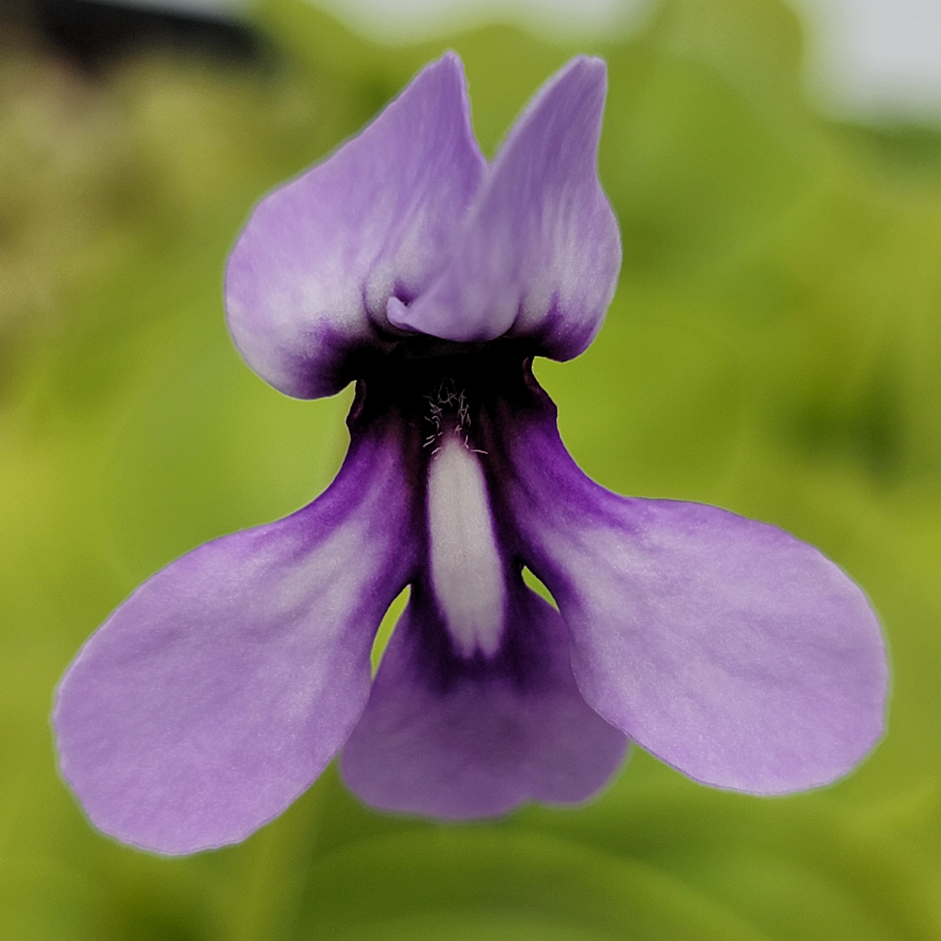 Pinguicula macrophylla