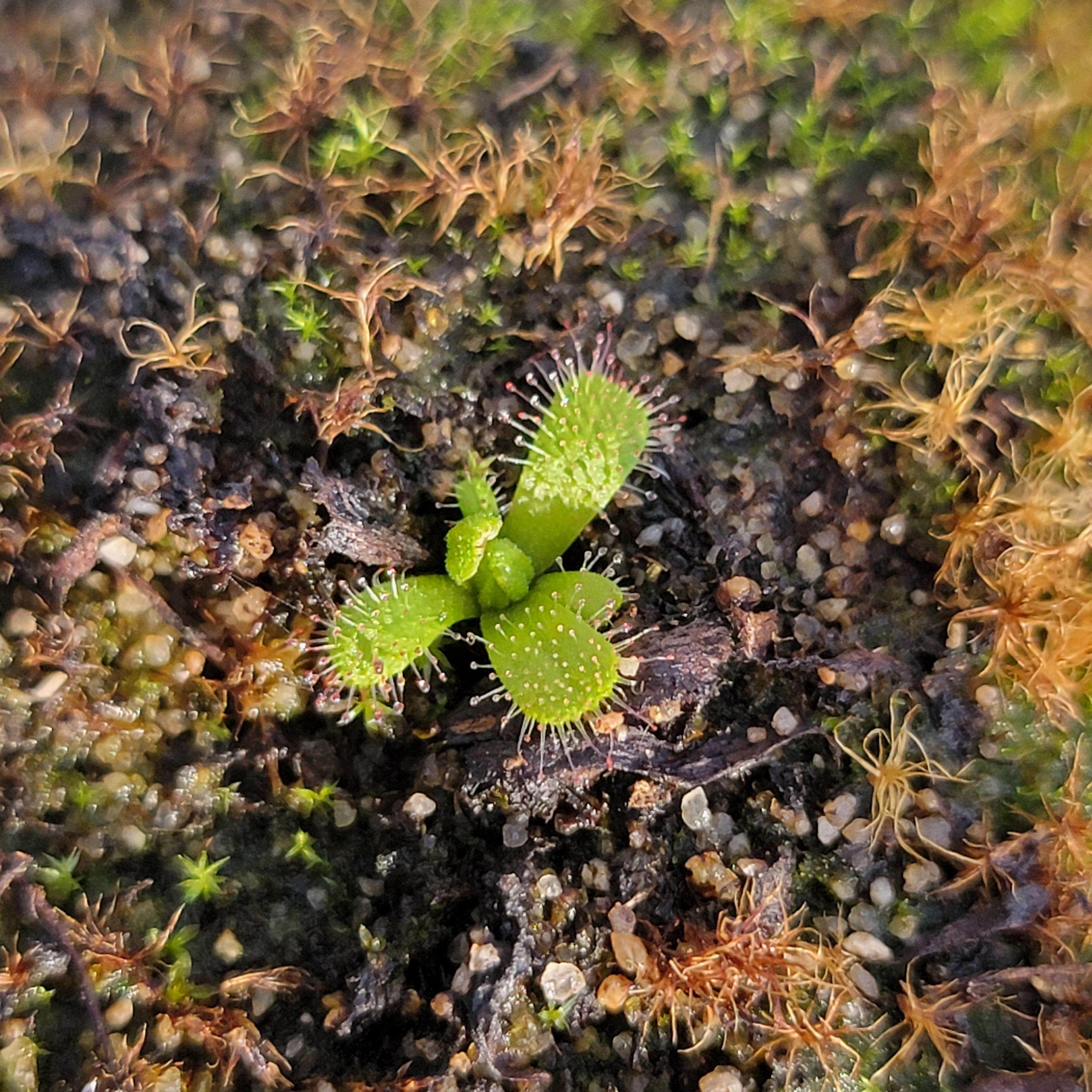 Drosera variegata {Tra Tra Mountains, South Africa}