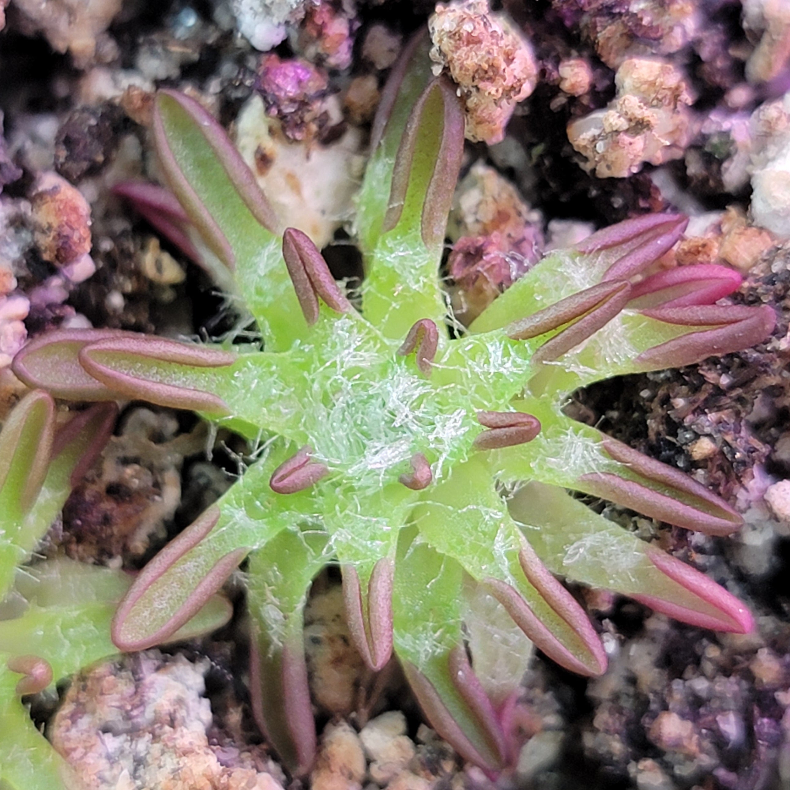 Pinguicula immaculata