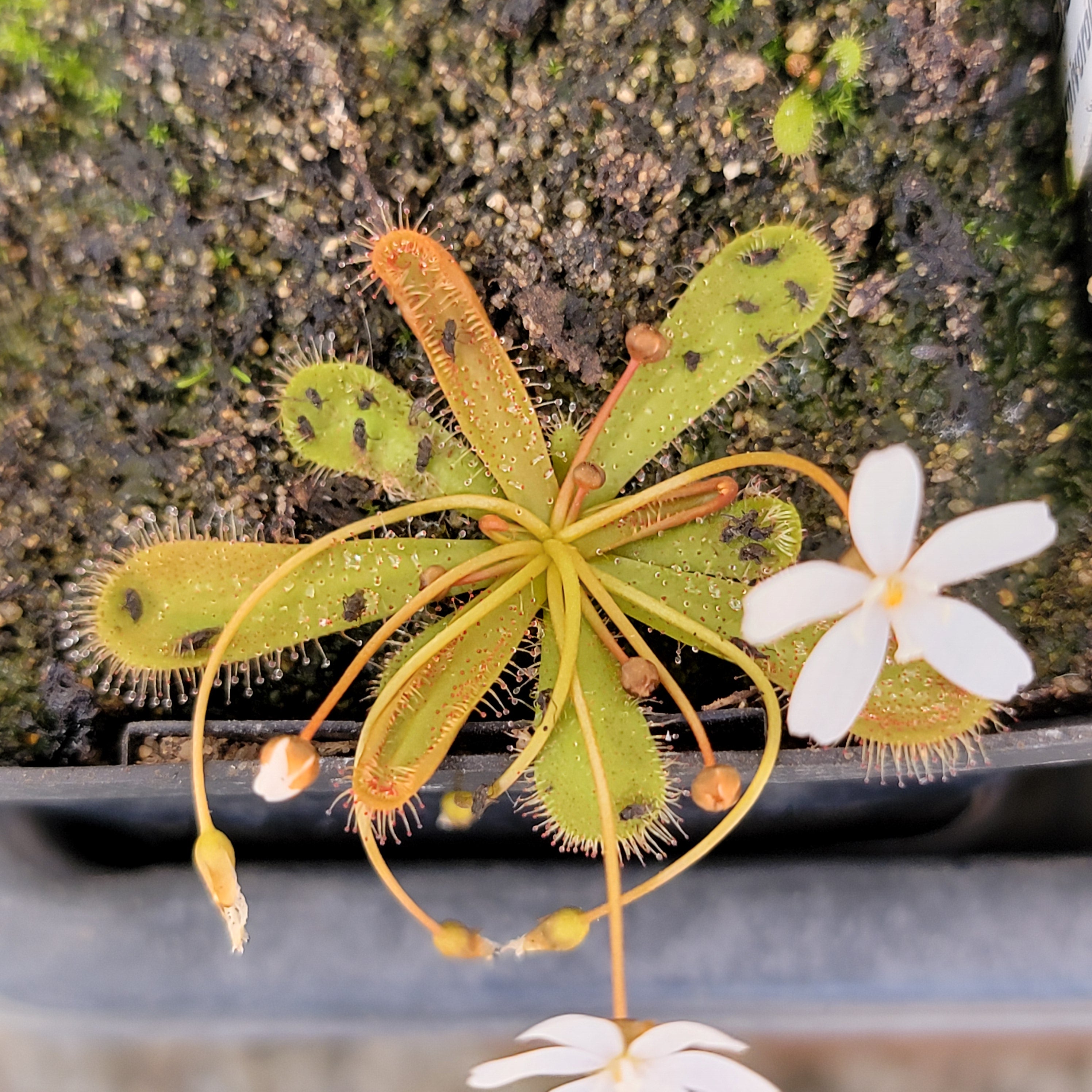 Drosera major -Drosera -Rainbow Carnivorous Plants LLC