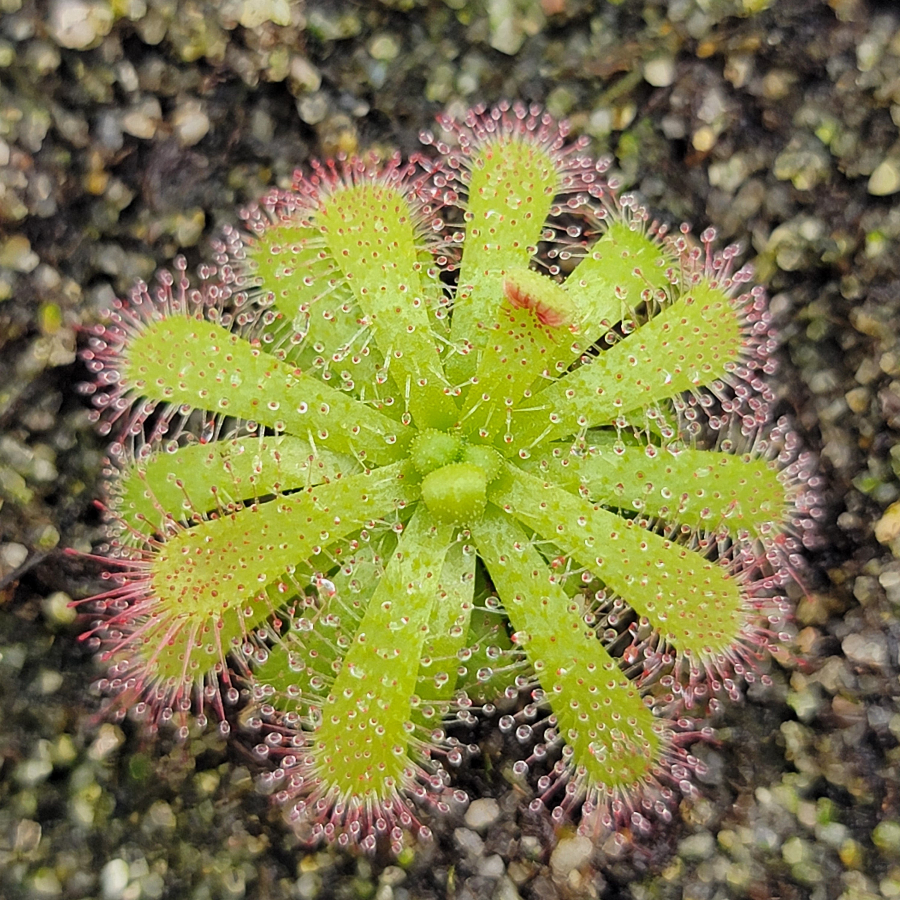 Drosera acaulis {Matroosberg, South Africa}